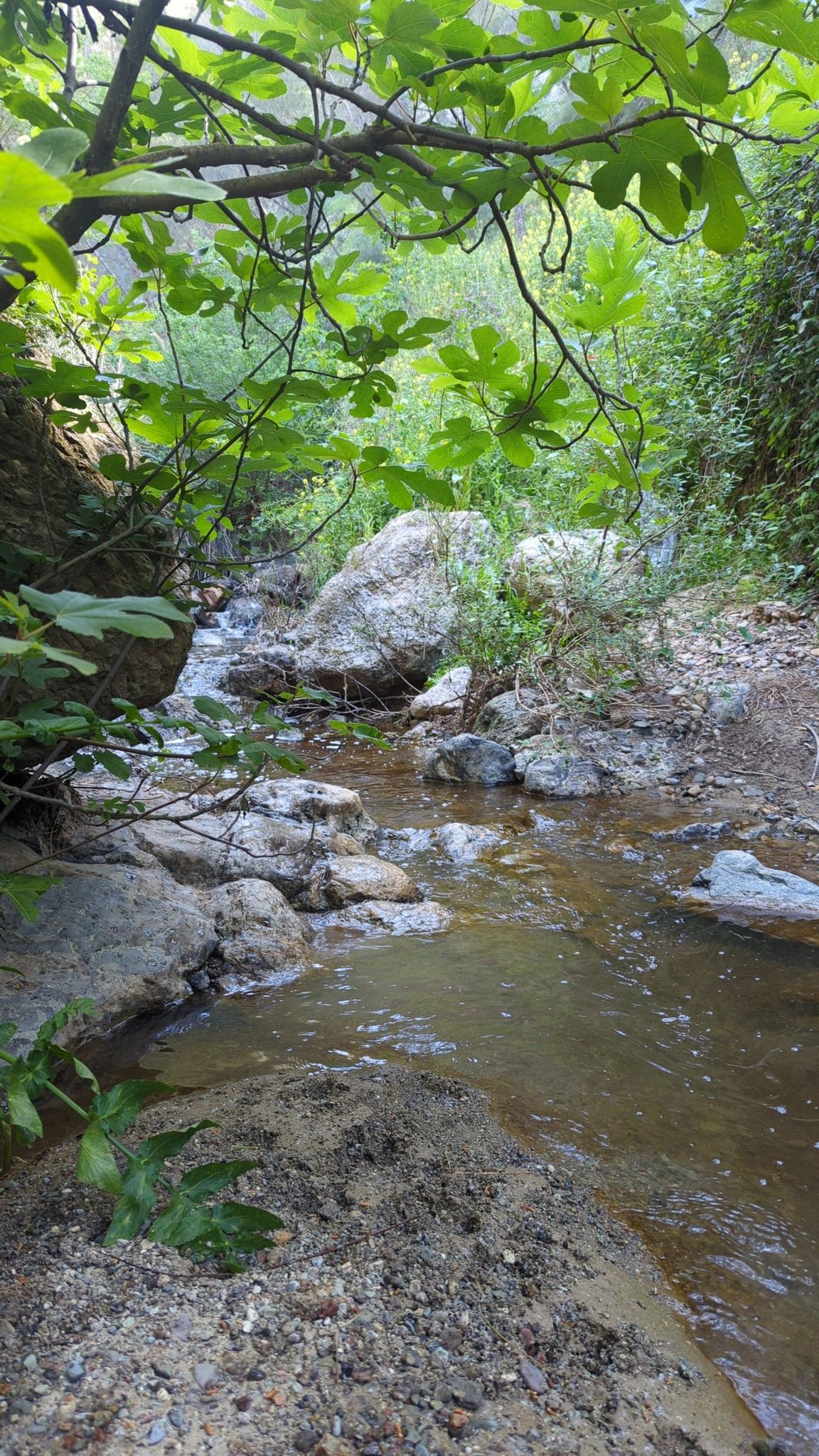 Arroyo de la ⁩Peña Parda