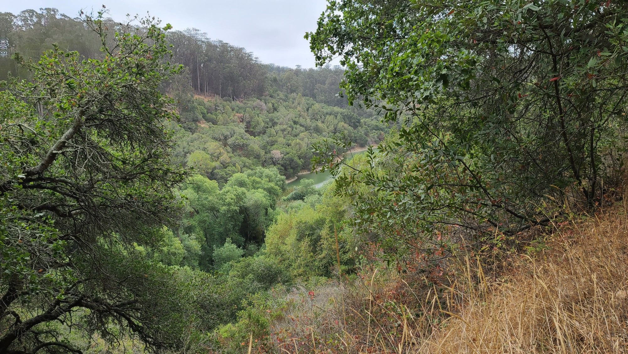Dense green forest in a valley, viewed from a dry, grassy hillside. - Goldenrod Trail