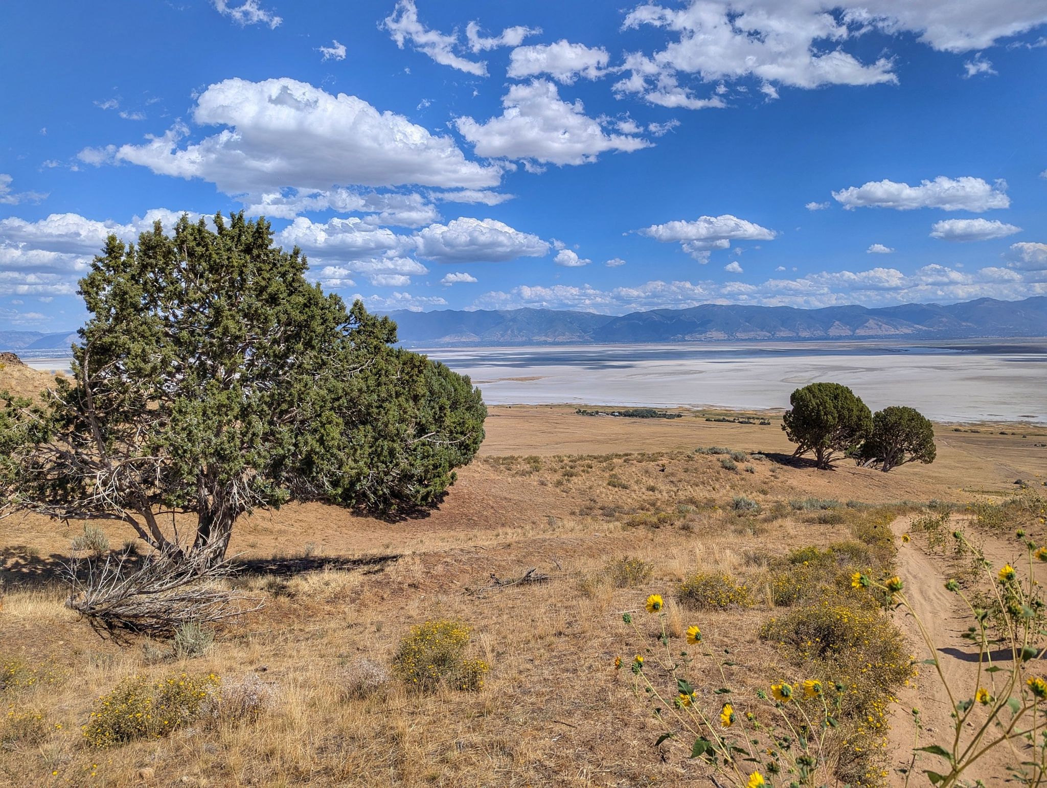Sunny landscape with a large tree, dry field, distant water, and mountains. - Sentry Loop Trail