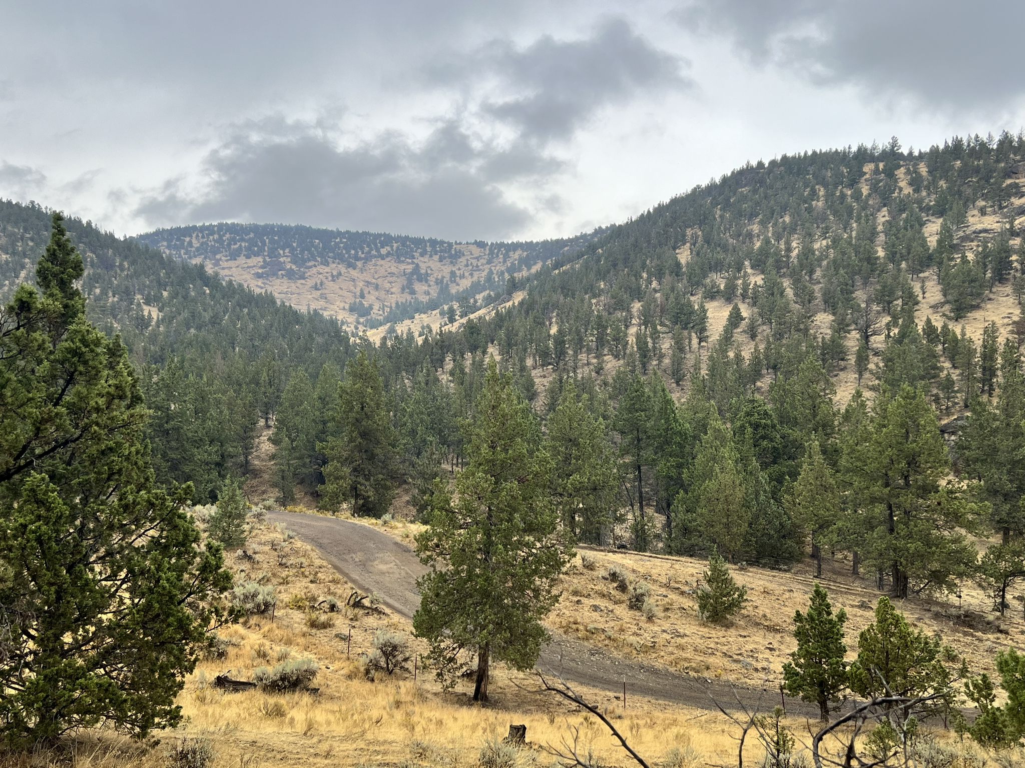 Dirt road winding through a valley with pine-covered hills under an overcast sky. - Cole Loop and Gray Butte Trail