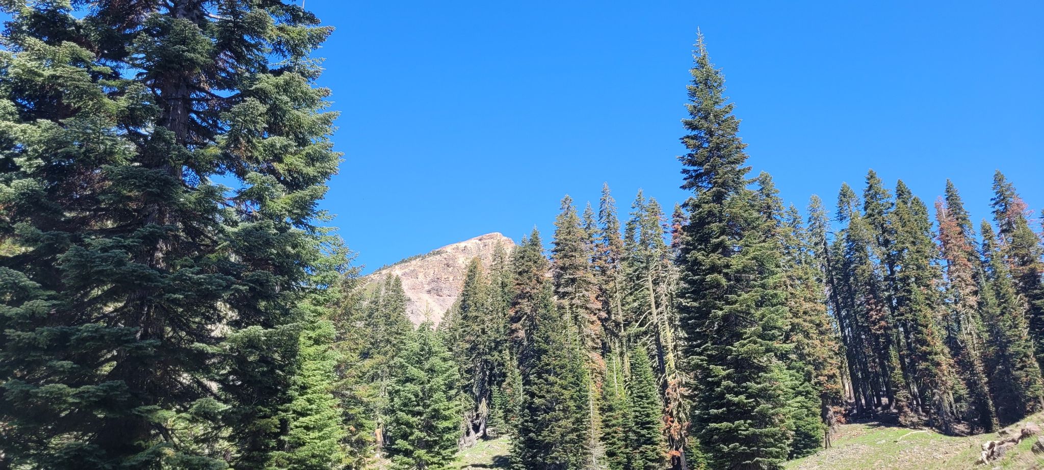 Tall pine trees frame a rocky mountain peak under a clear blue sky. - Forest Lake Trail