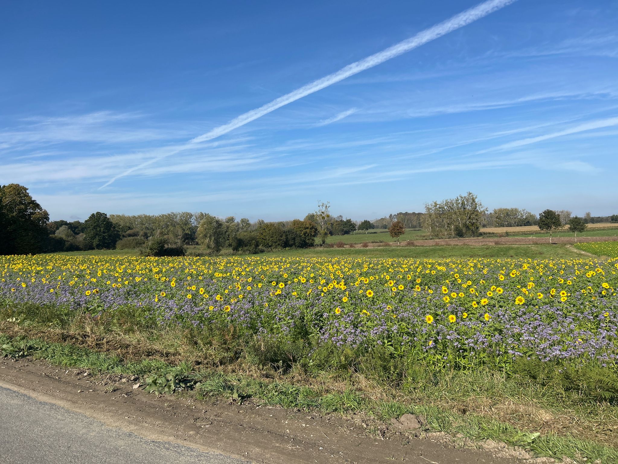 Beaucoup de champs avec des couvre-sols de phacélies et de tournesols