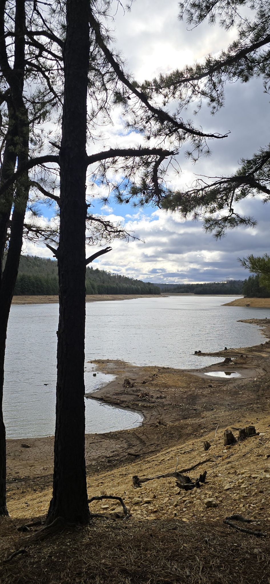 A wide lake with bare shoreline, framed by pine trees under a cloudy sky. - Long Pine Run Reservoir loop