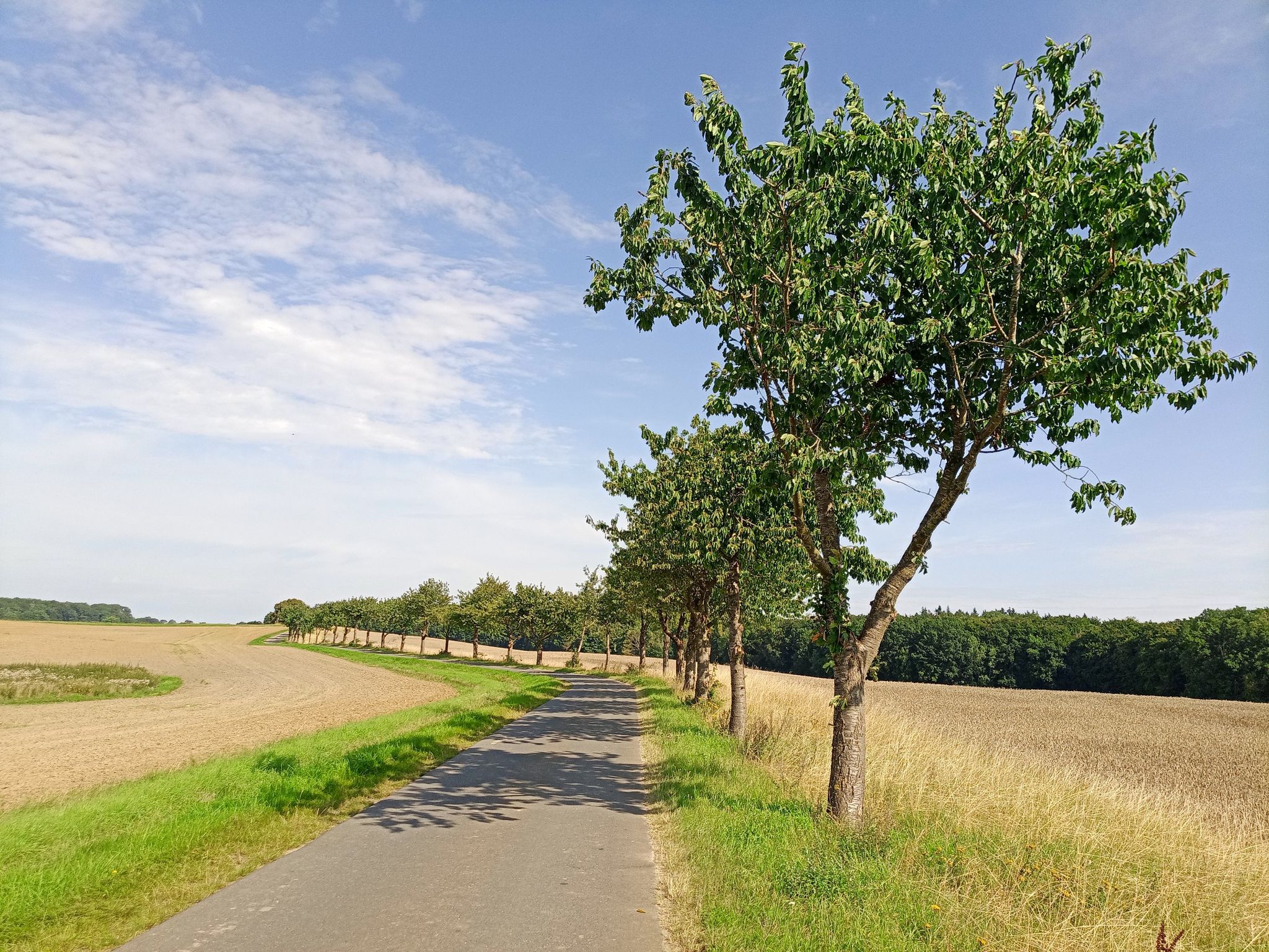 Kirschbaumallee 🍒 an der Straße nach Langenhagen