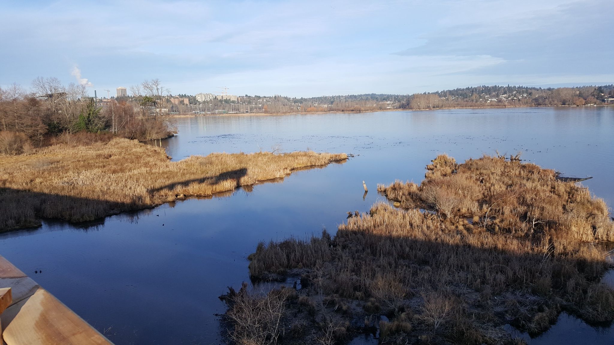 Lake with marshy islands under a partly cloudy sky, bright daylight. - Lake Washington Loop