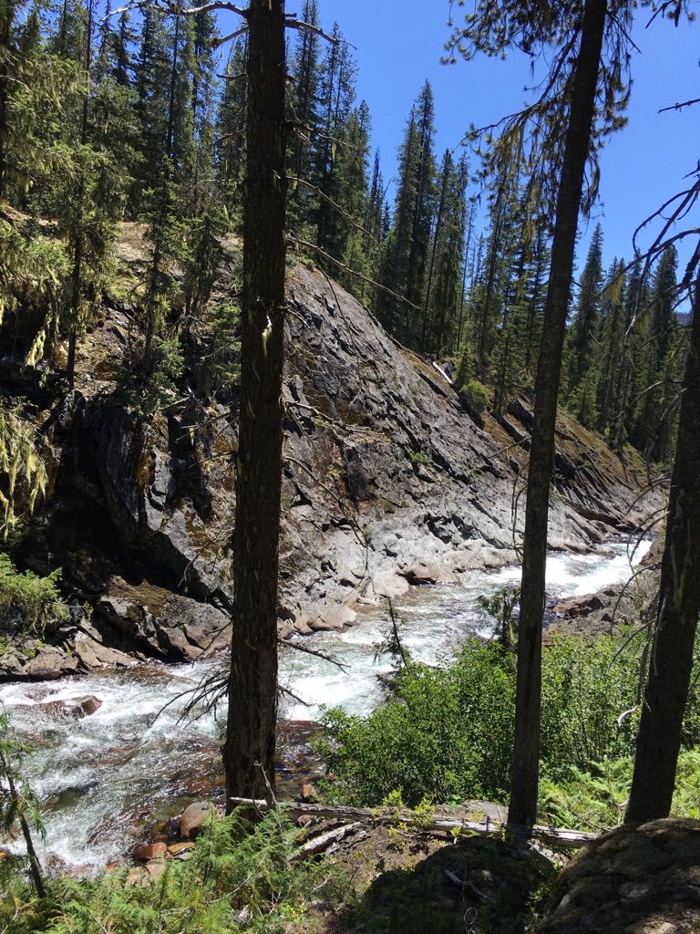 Rushing river flows past a rocky bank and dense pine forest on a sunny day. - Waptus River Trail