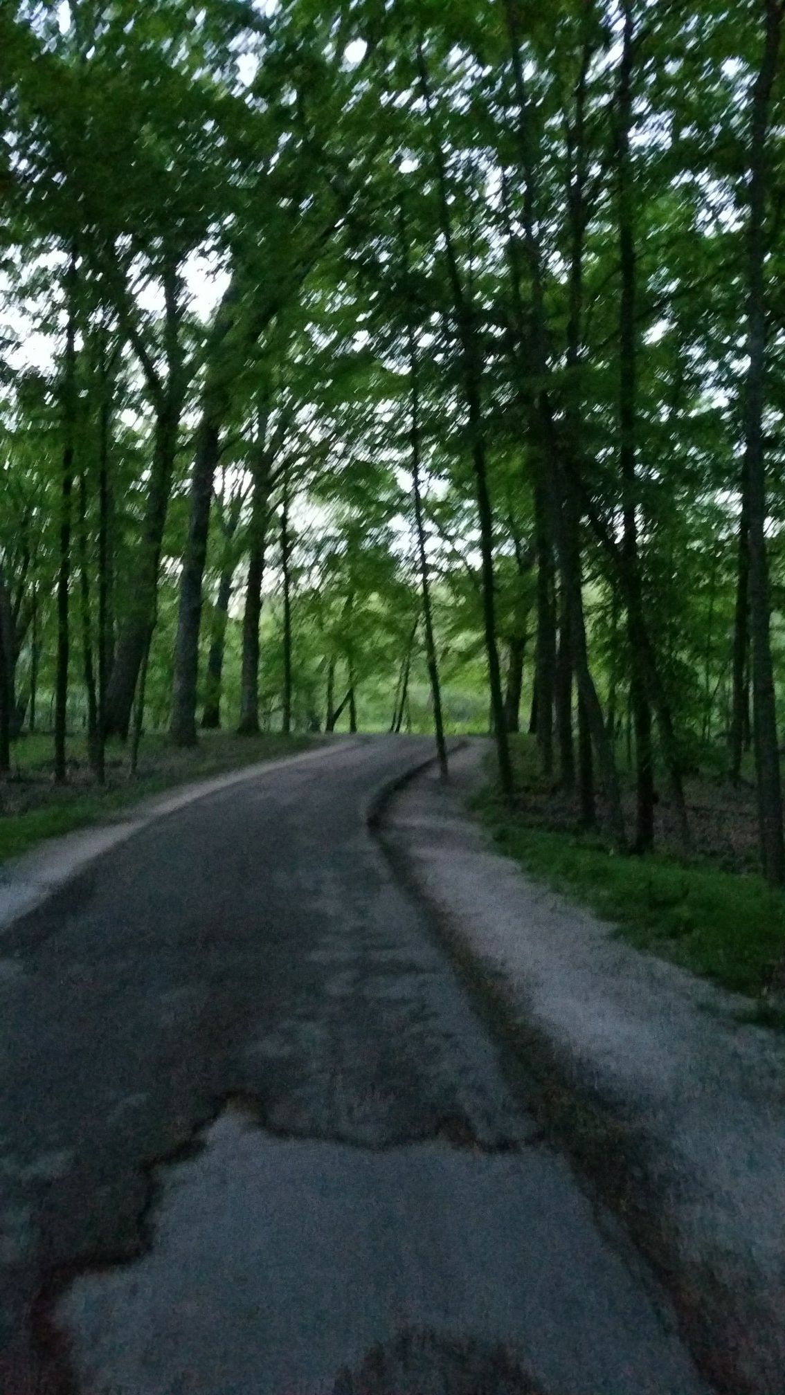 Winding paved road through a dense, dark green forest. - Caldwell Woods – North Branch Red Paved Trail loop from Edgebrook