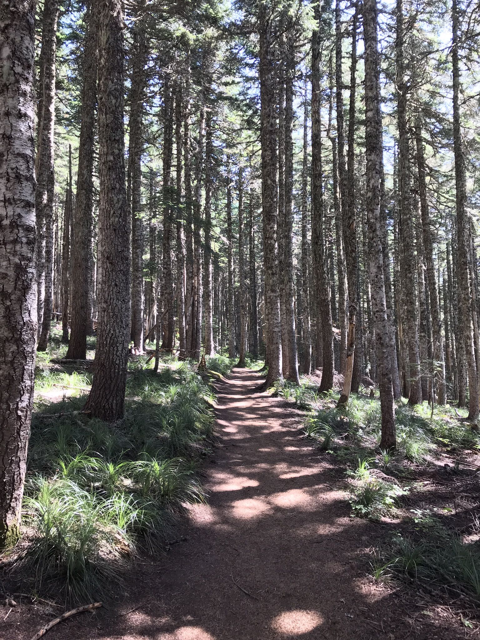 A sun-dappled dirt path winds through a dense forest of tall, slender trees. - Bald Mountain from Lolo Pass Trail