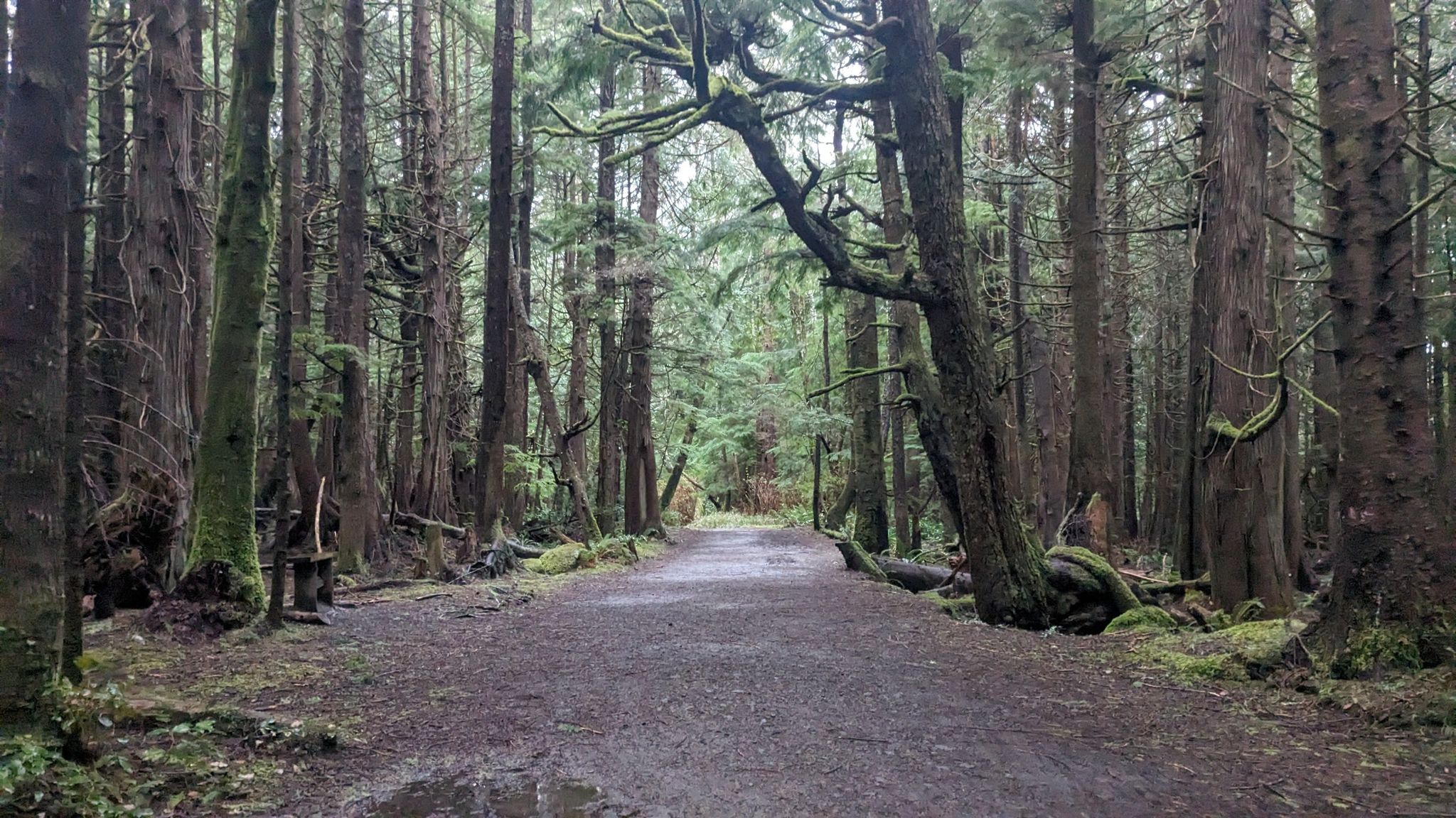 A dirt path through a dense, mossy forest with tall trees. - Cape Flattery Trail