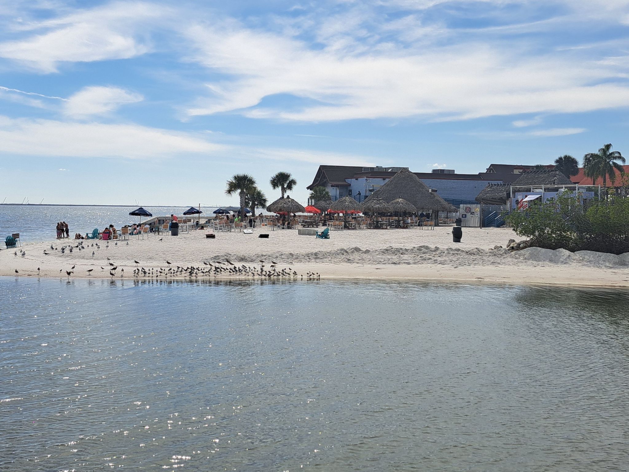 Sunny beach with buildings, palm trees, and many birds by the water. - Courtney Campbell Trail