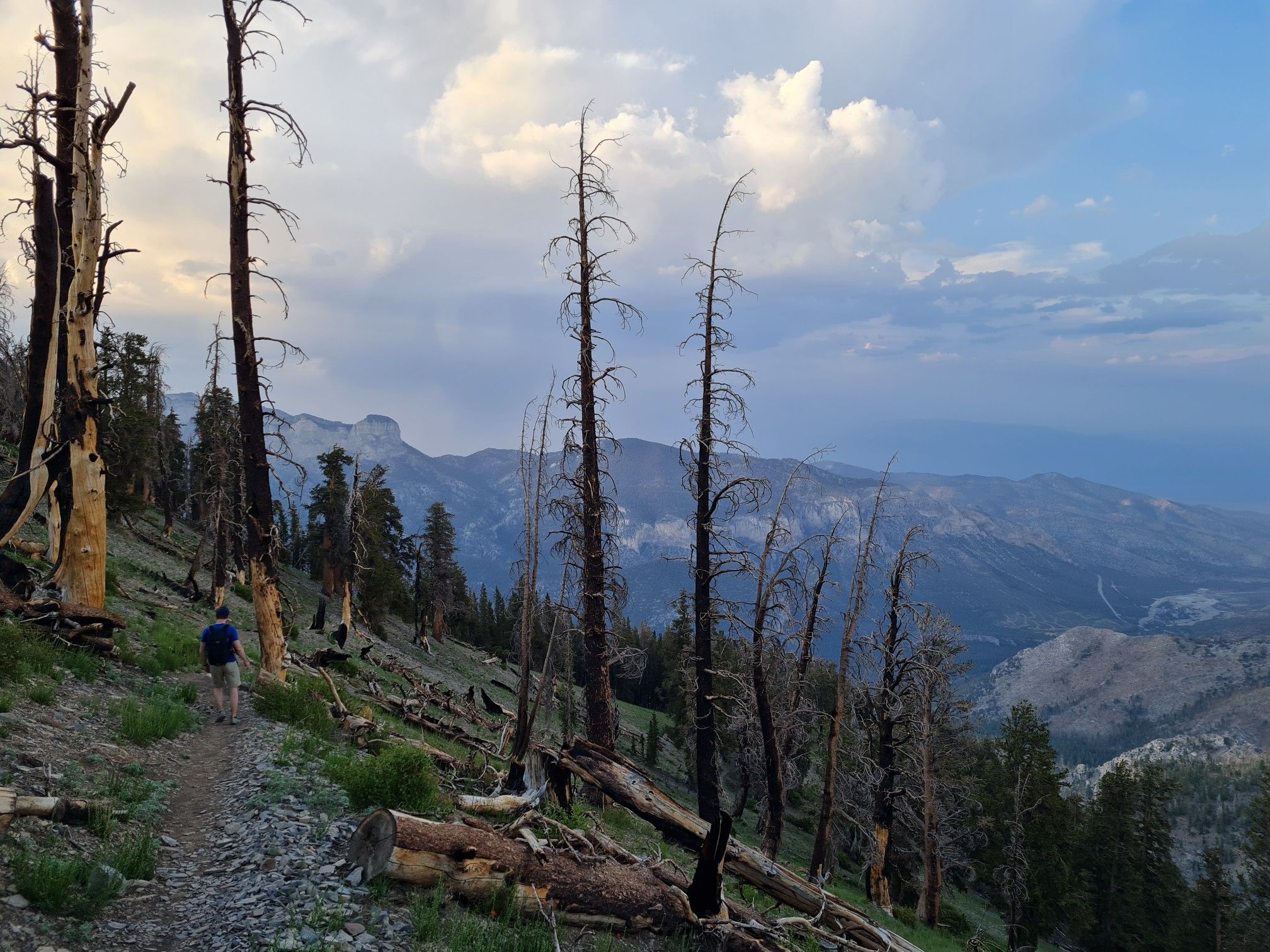 Hiker on a mountain trail among dead trees under a cloudy sky. - Charleston Peak Trail South Loop