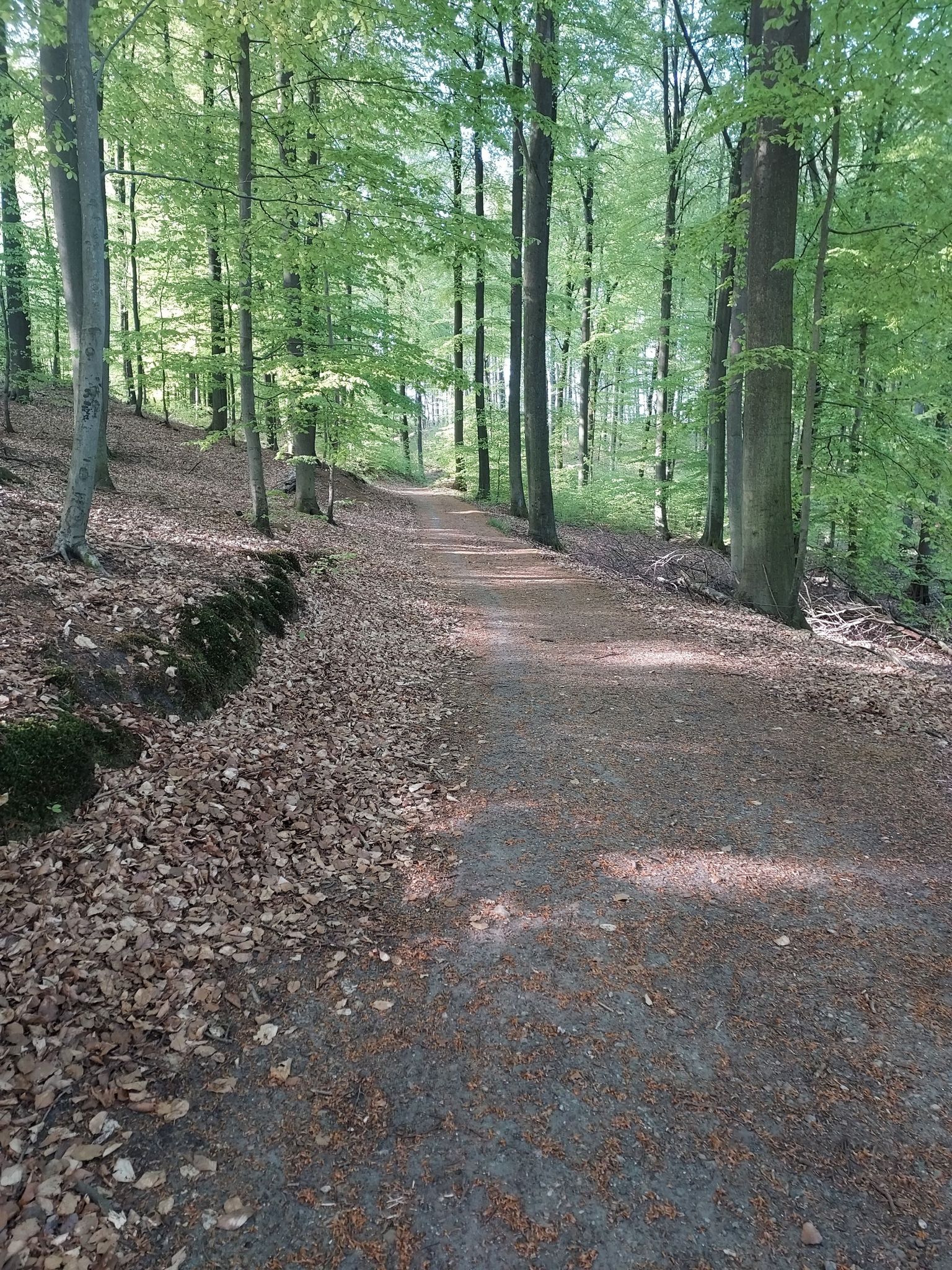 Im Wald bei Büchen