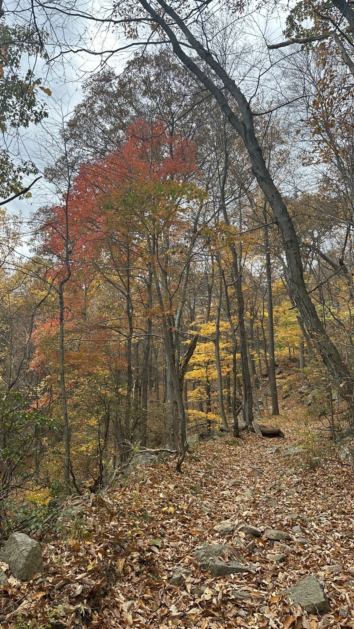 Autumn forest path with vibrant red and yellow foliage on trees. - Bull Hill via Lonestar, Nelsonville, and Split Rock Trails