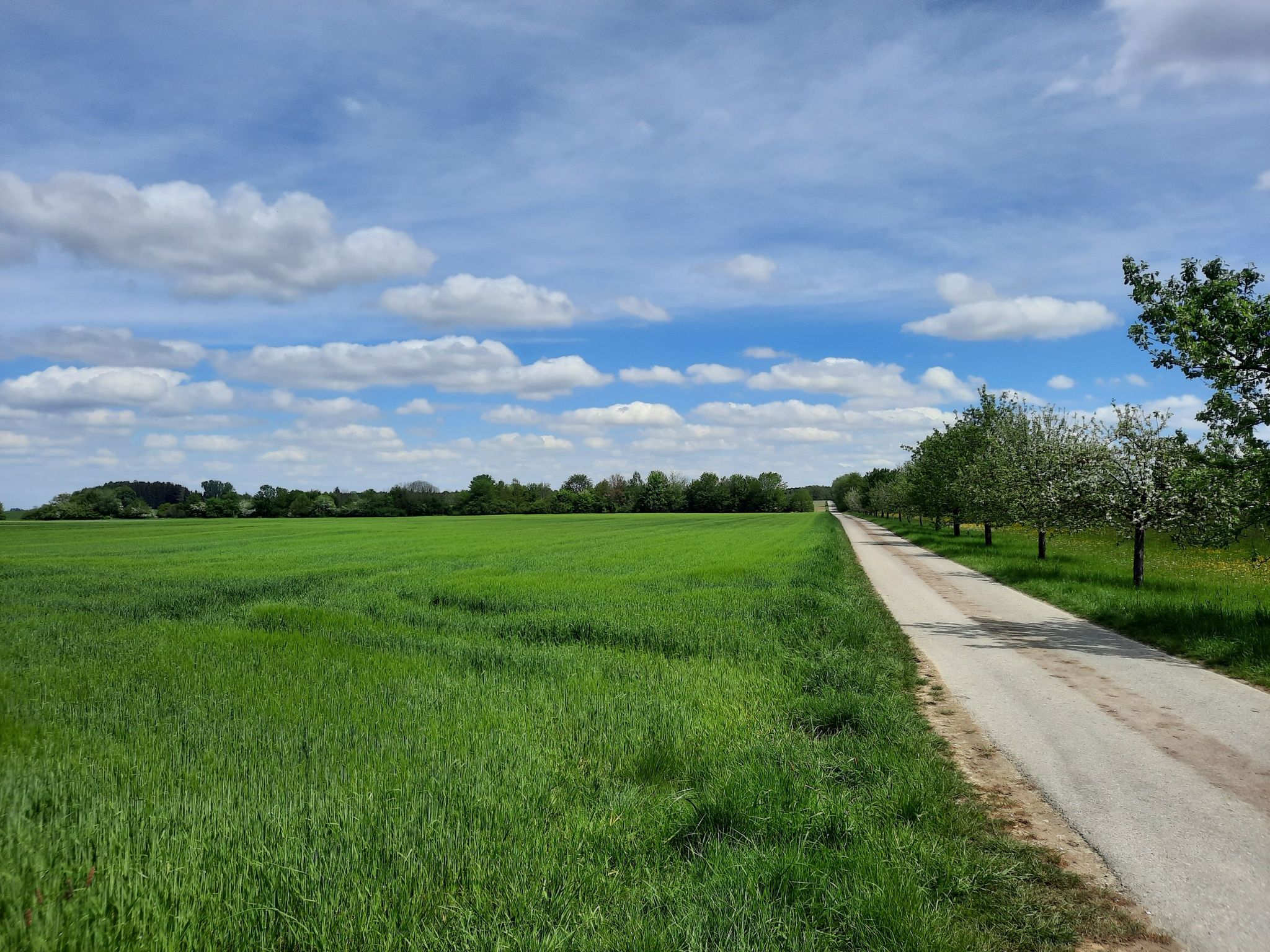 Wiesen