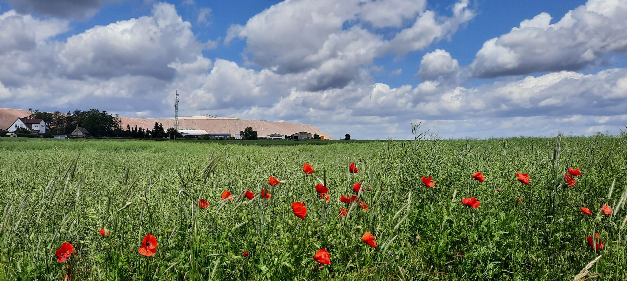 Blick auf den Kalimandscharo