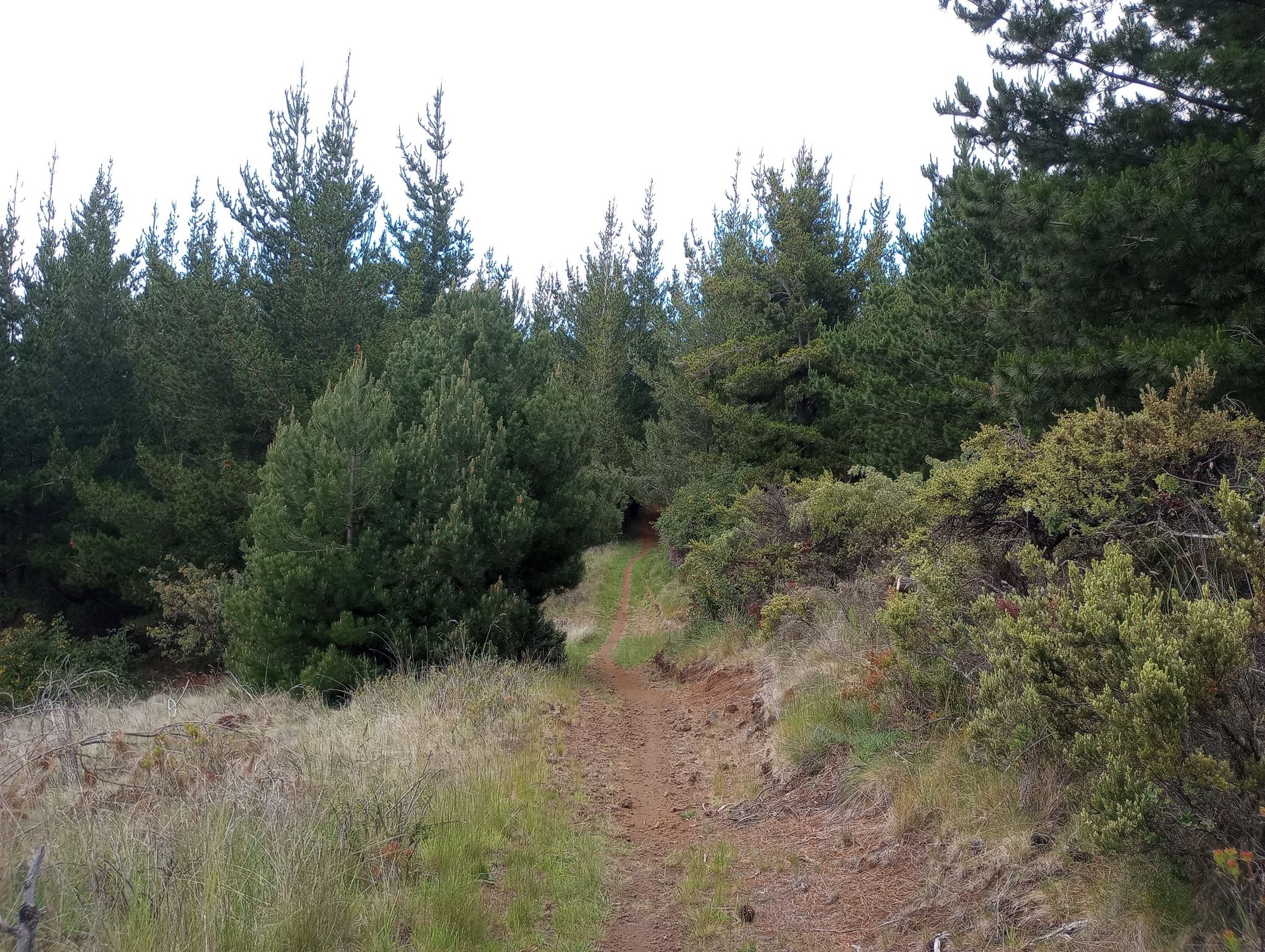 A narrow dirt path leads into a dense pine forest on an overcast day. - Mamane Trail and Waipoli Road Loop