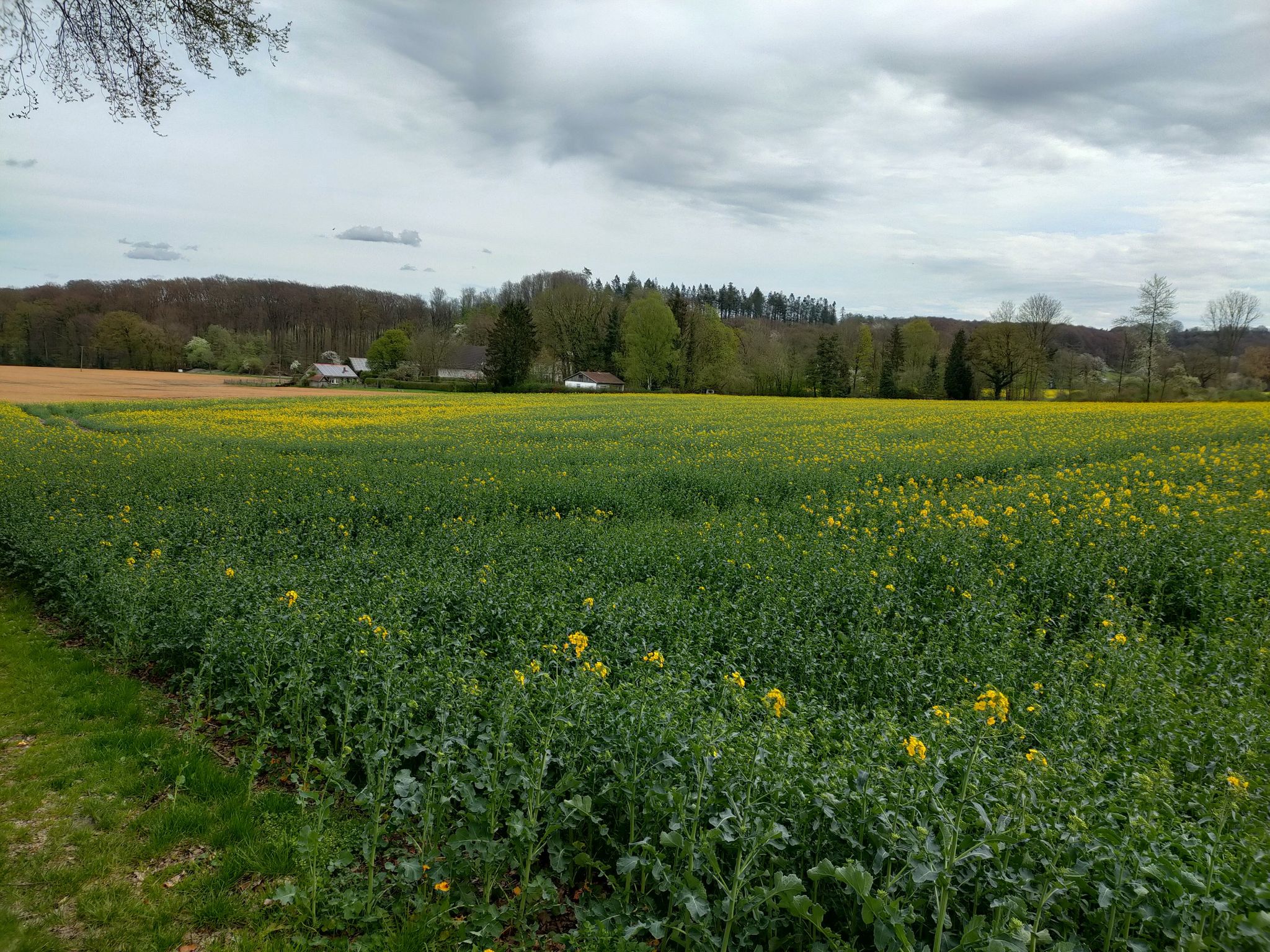 Rapsfeld