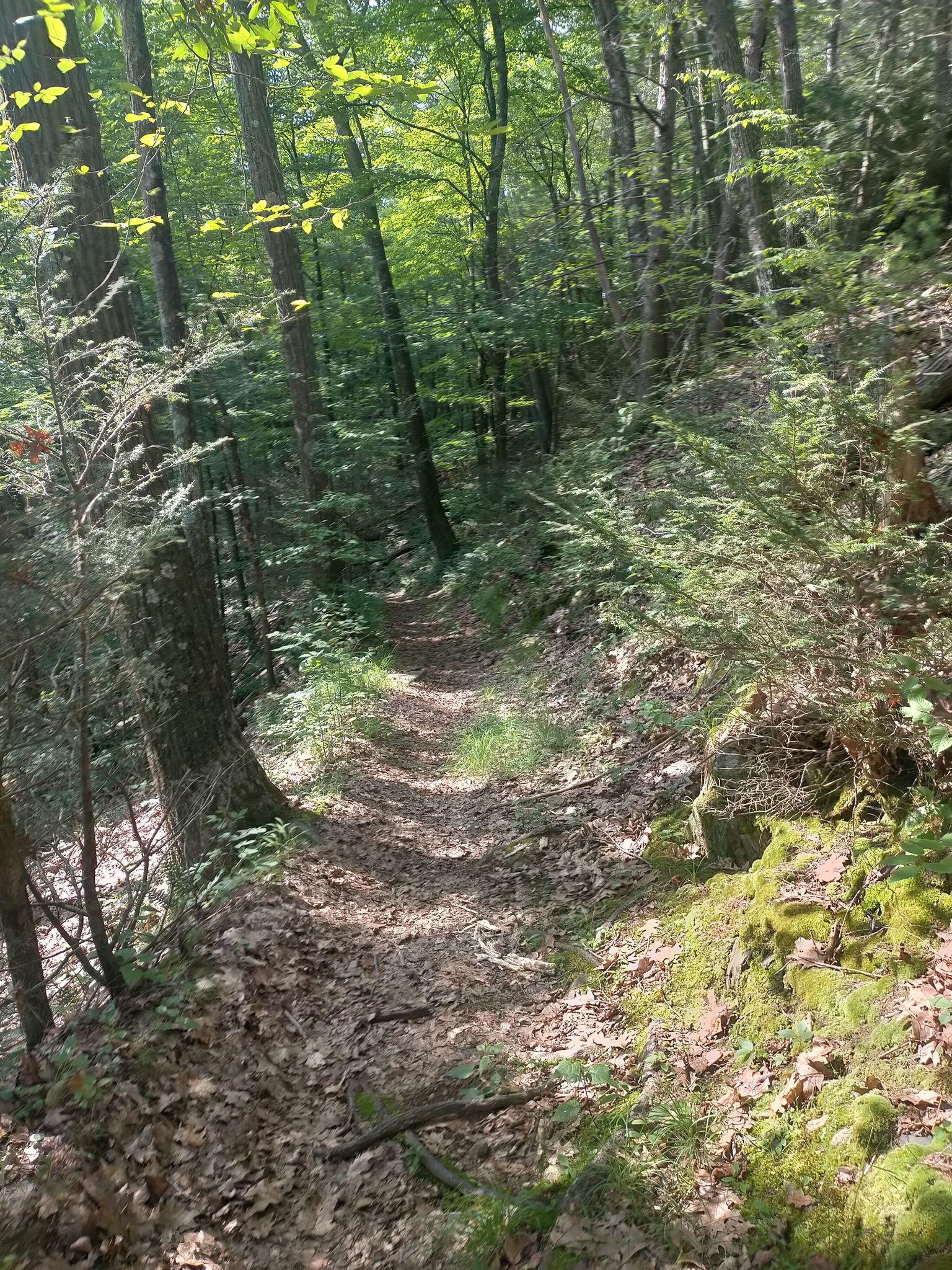 Narrow dirt path winding through a sun-dappled, dense green forest. - Kathy's Trail