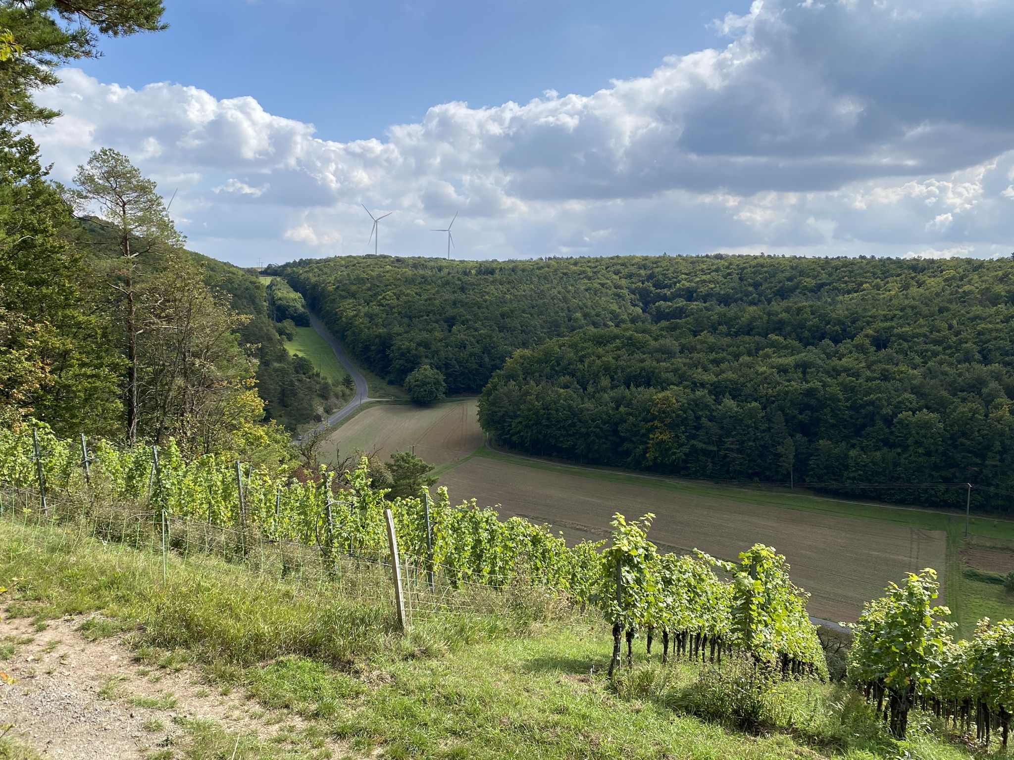 Blick über die Weinberge ins Tal