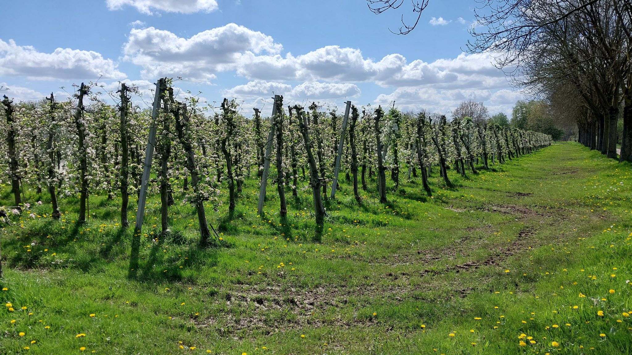⭐ Obstplantage am Bruggelderweg 🌸