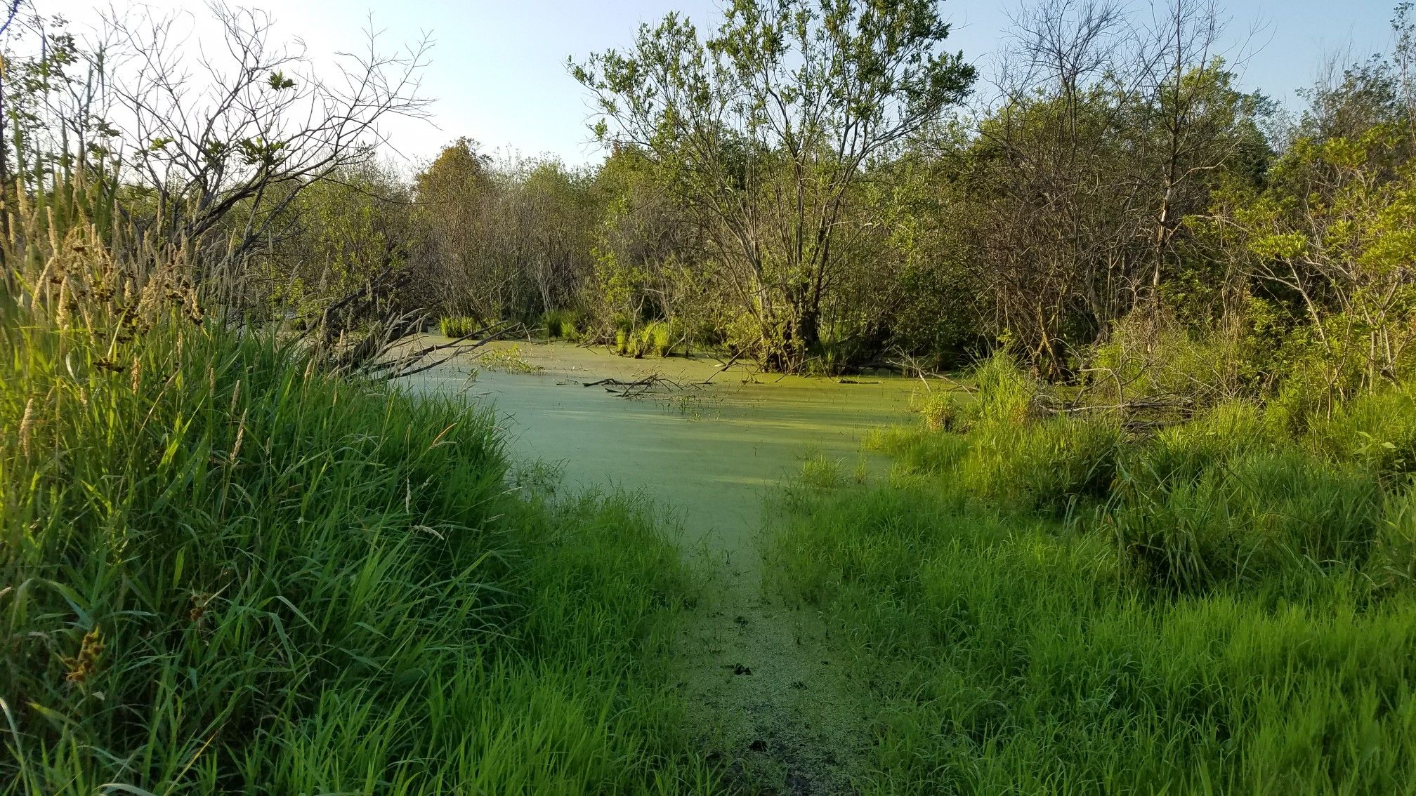 Wide swampy area covered in green algae, surrounded by tall grass and trees. - Dragonfly Loop