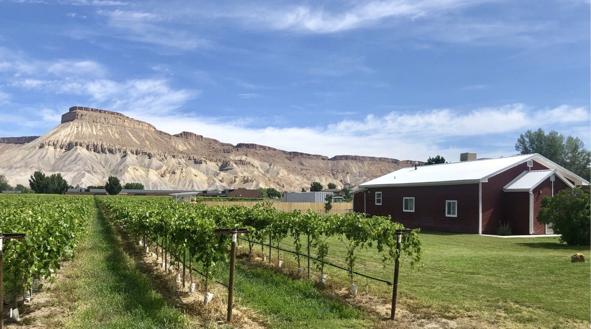 Vineyard rows lead to a red building with a large mesa under a bright sky. - Fruit and Wine Byway Loop