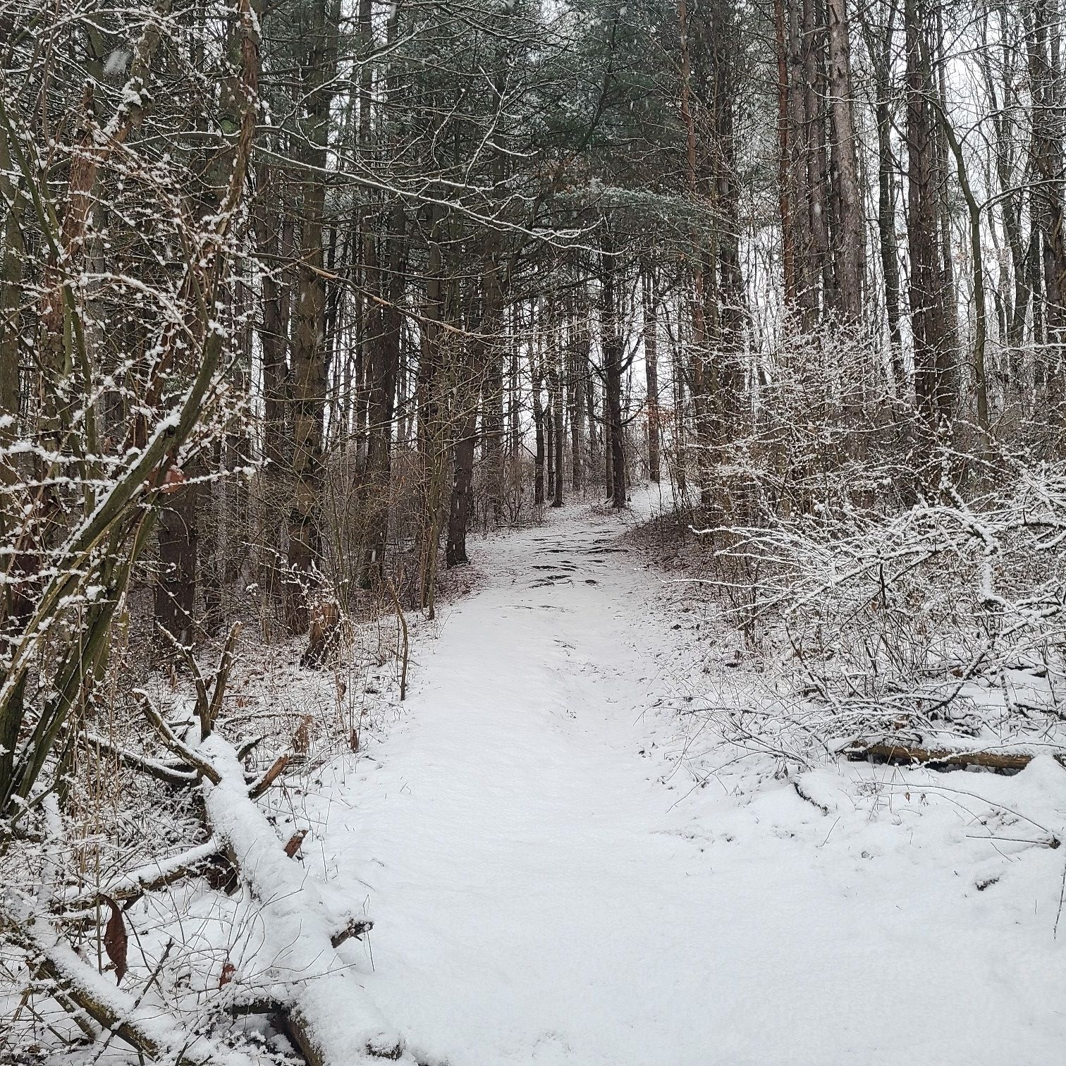 A snow-covered path leads through a dense, wintry forest. - Fred McLinden Nature Trails