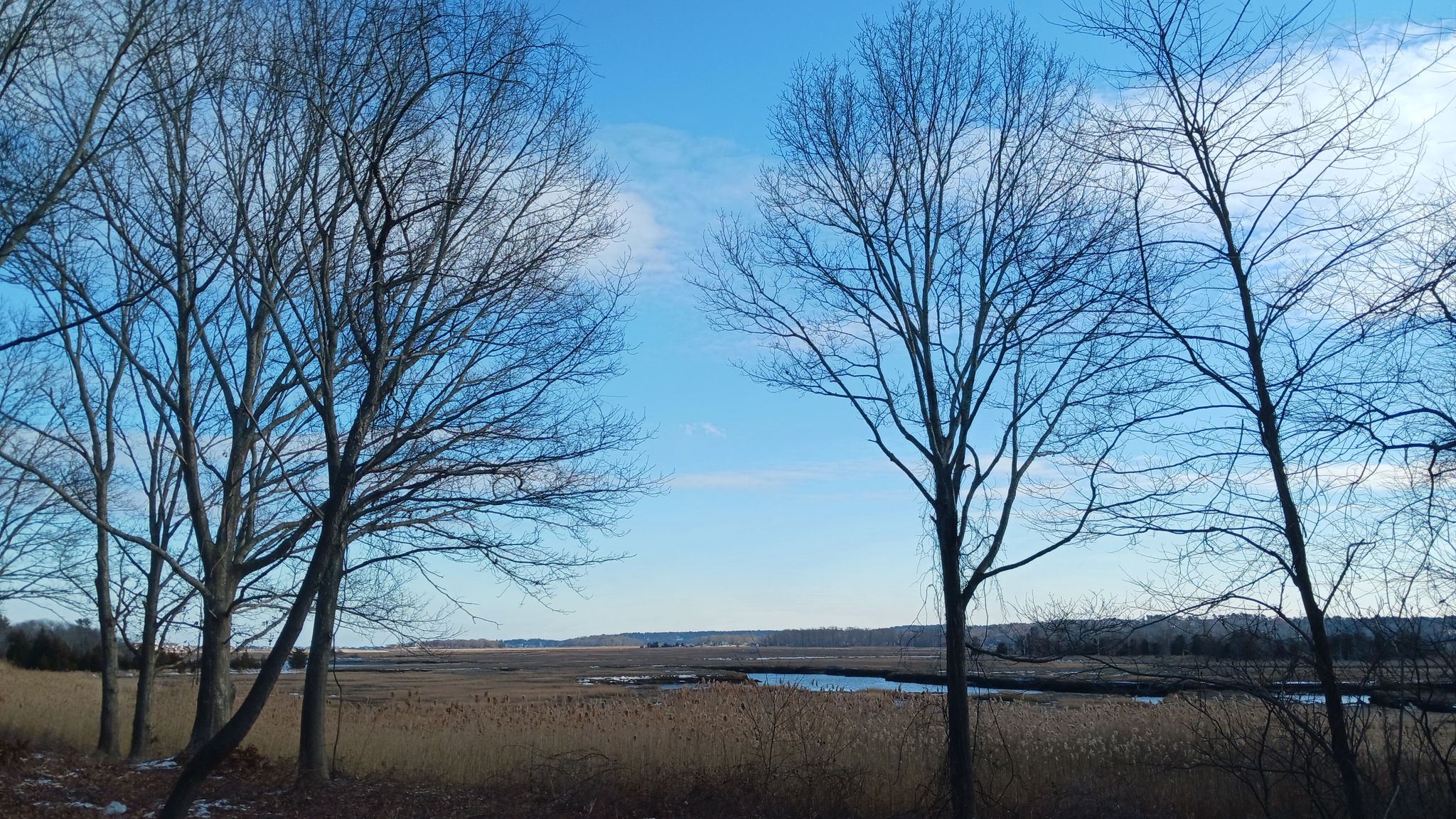 Bare trees frame a view of golden marshland under a bright blue sky. - Wompatuck State Park – Wompatuck State Park loop from East Weymouth