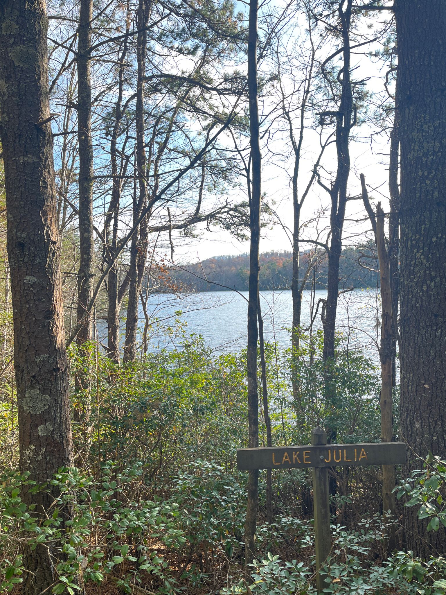 Lake visible through tall trees and undergrowth, with a wooden sign. - Lake Julia spillway loop