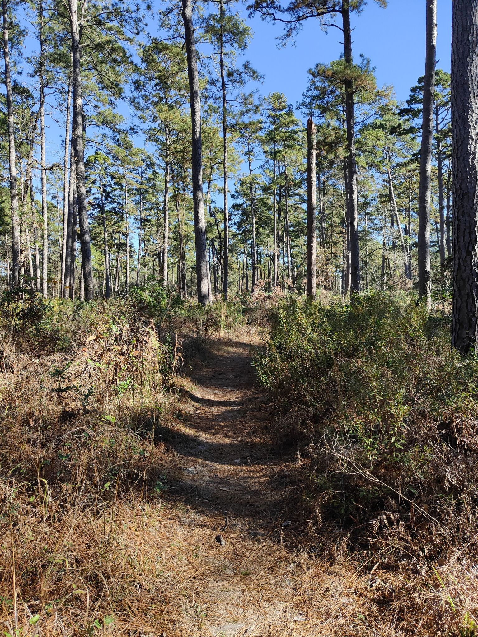 A sunlit dirt path winds through a dense pine forest with green undergrowth. - Little Lake Creek Loop Trail