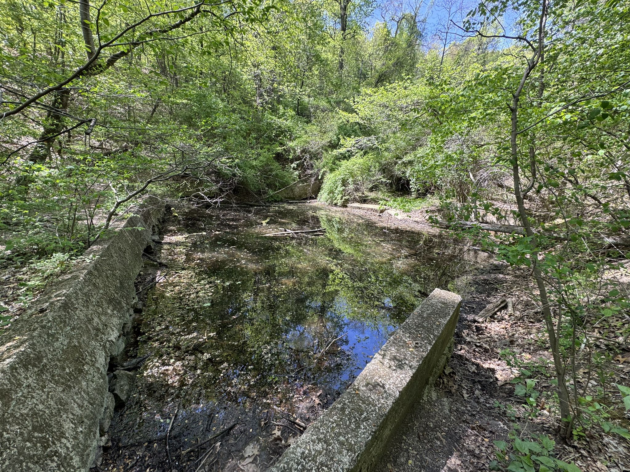 Murky pond surrounded by green trees and concrete in bright sunlight. - Orange Loop