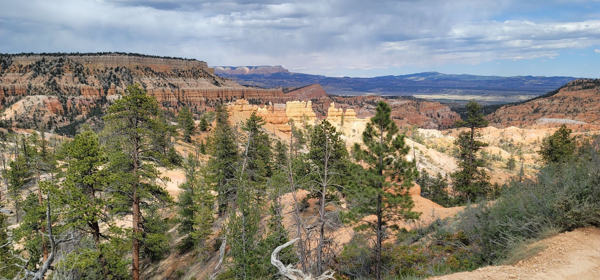 Panoramic view of a vast canyon with pine trees and distant rock formations. - Fairyland Loop Trail