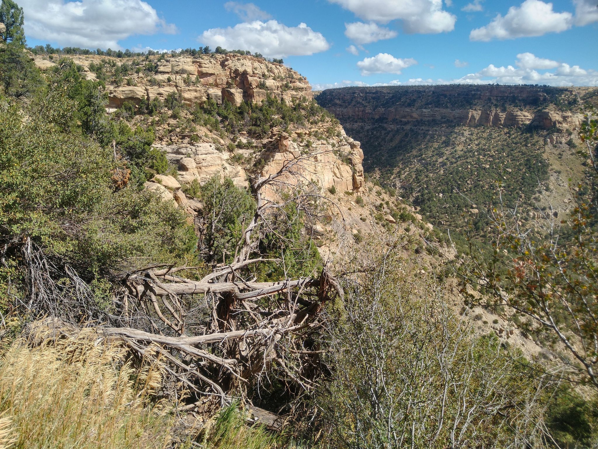 Sunny canyon view with rocky cliffs, green shrubs, and a blue sky. - Balcony House Trail