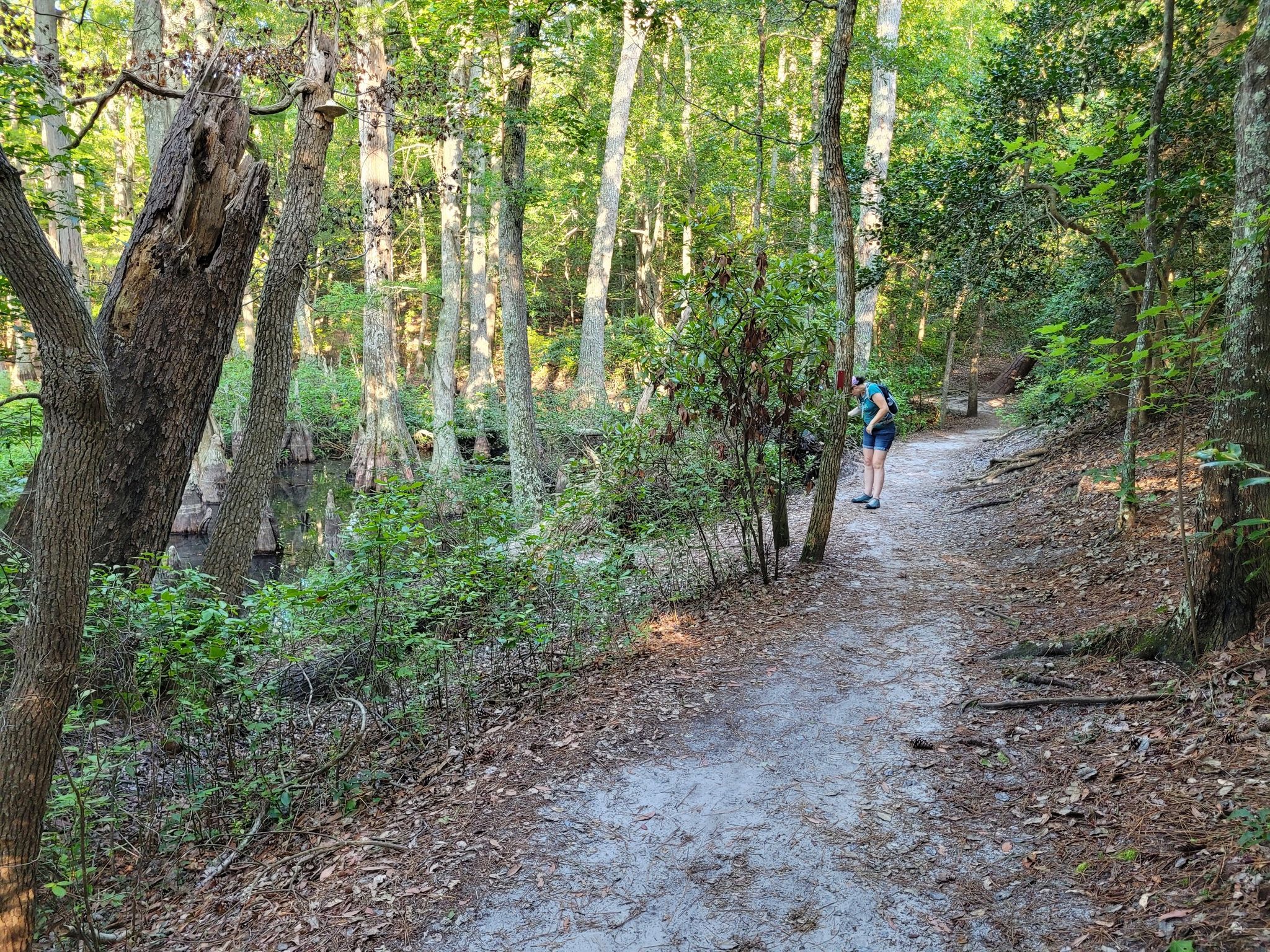 A person stands on a sun-dappled dirt trail in a green forest. - Osmanthus and Bald Cypress Trail Loop