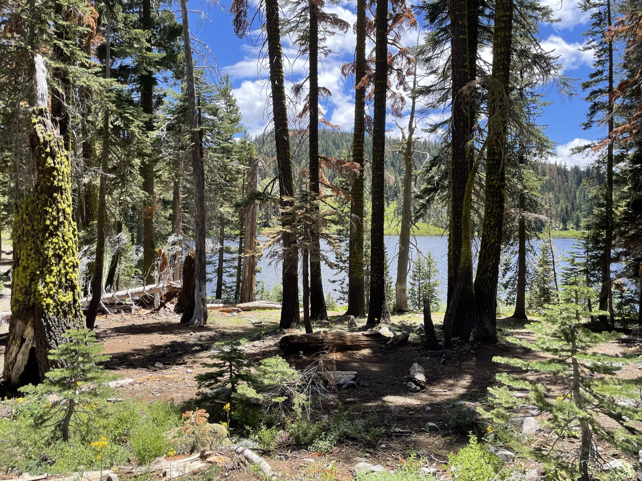 Dappled sunlight in a pine forest overlooking a distant lake. - Richardson Lake Trail