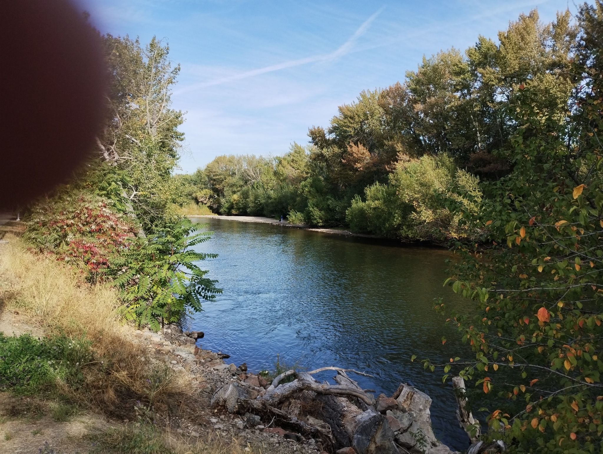 A river flows past dense green and autumn trees under a bright blue sky. - Boise River – Boise River Greenbelt loop from Boise