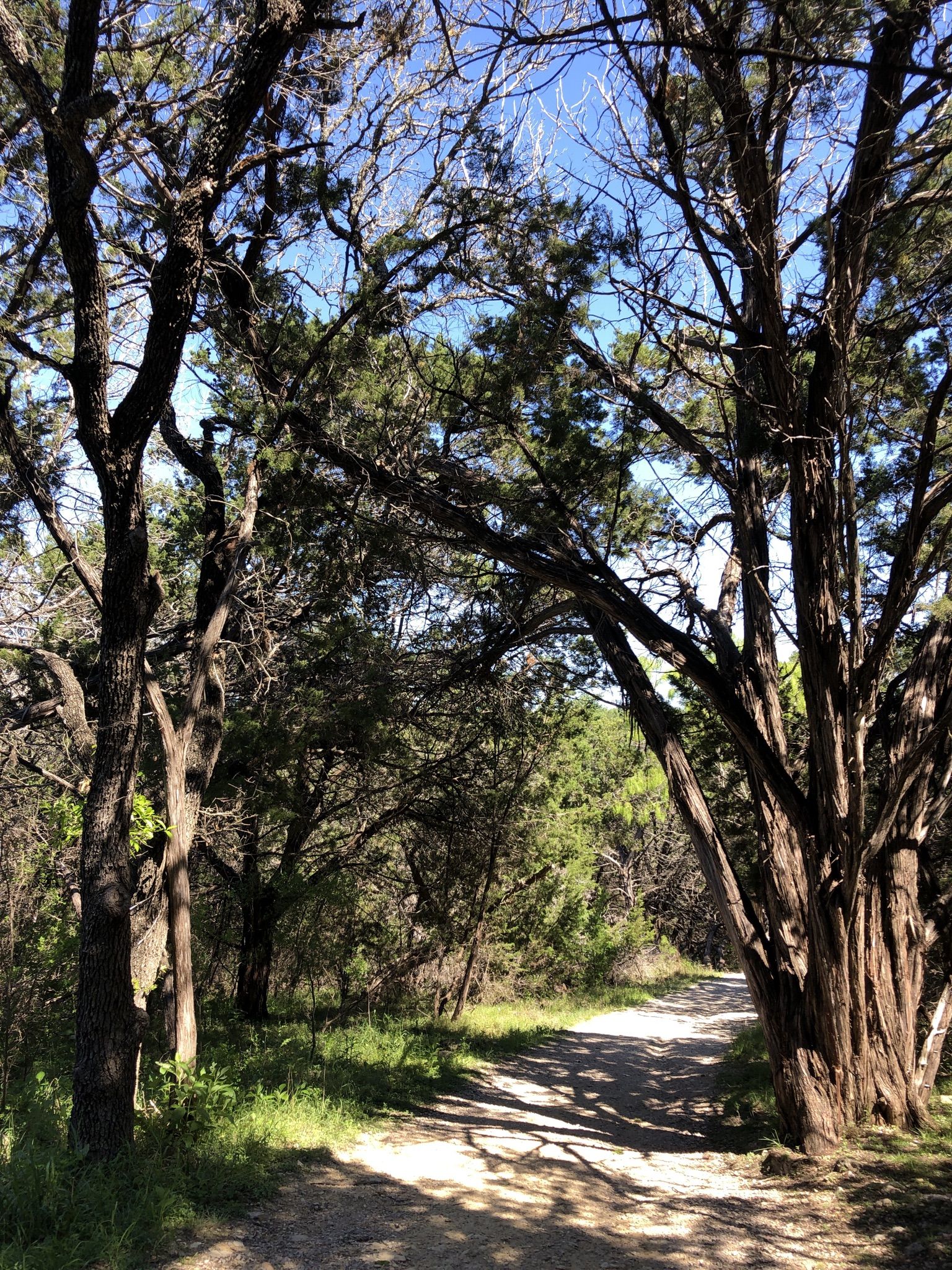 Sunny dirt path winding through a dense, green forest with dappled light. - Cypress Mill Loop