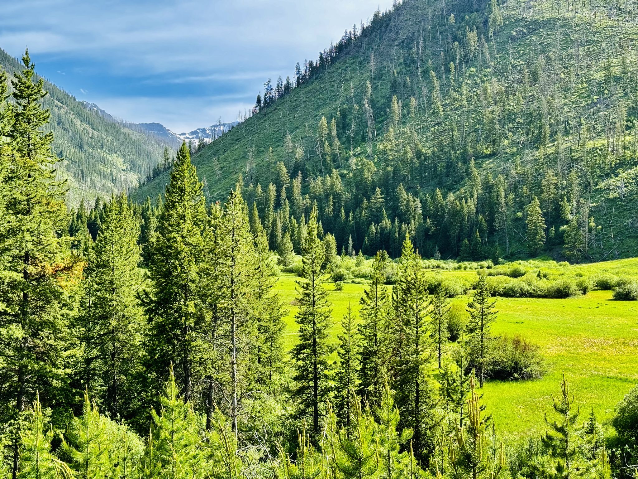 Lush green valley with tall pine trees and steep mountains under a bright sky. - Passage Falls Trail