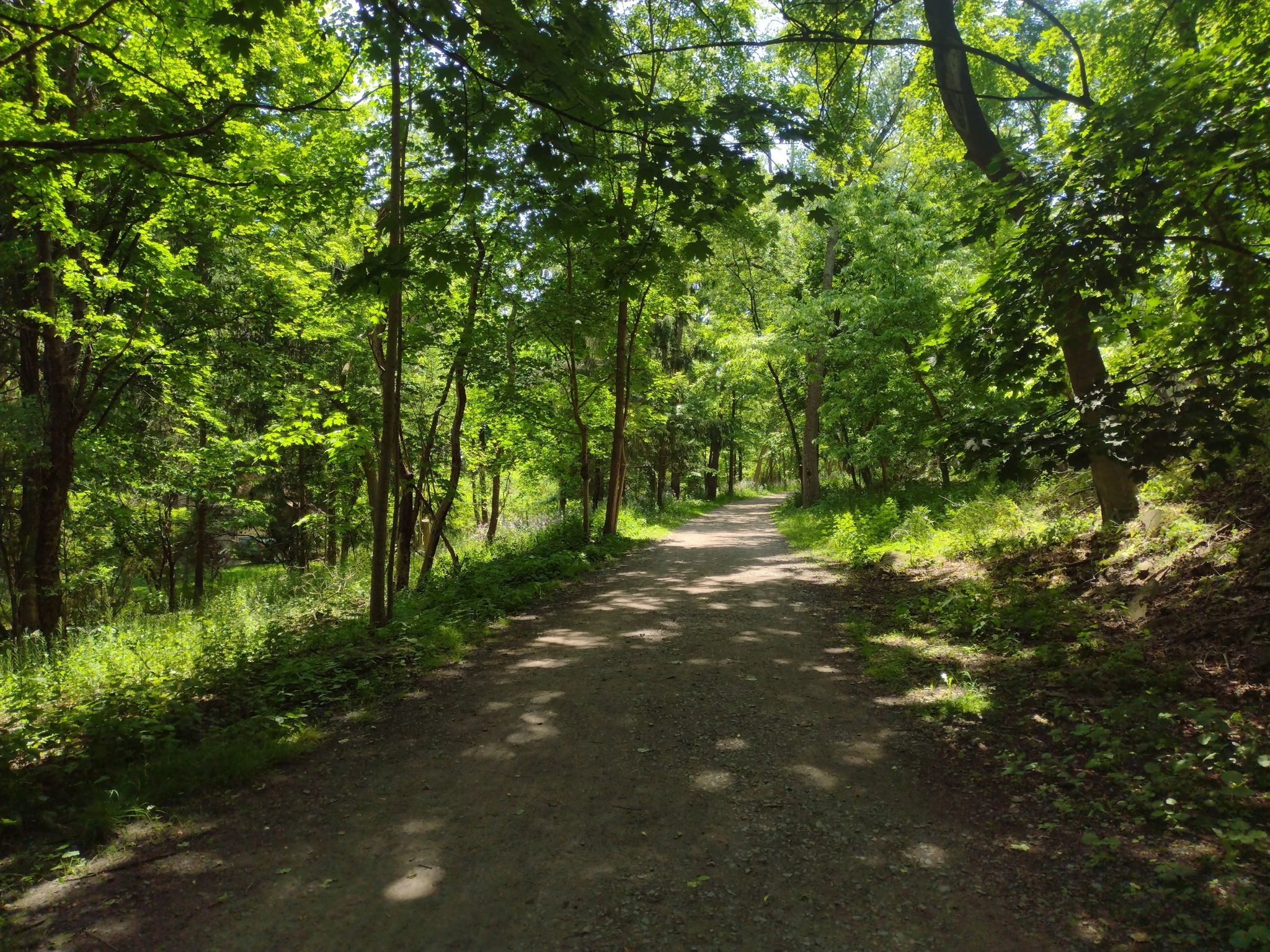 Sun-dappled dirt path winding through a dense green forest on a bright day. - Ithaca Commons – South Hill Recreation Way loop from Ithaca