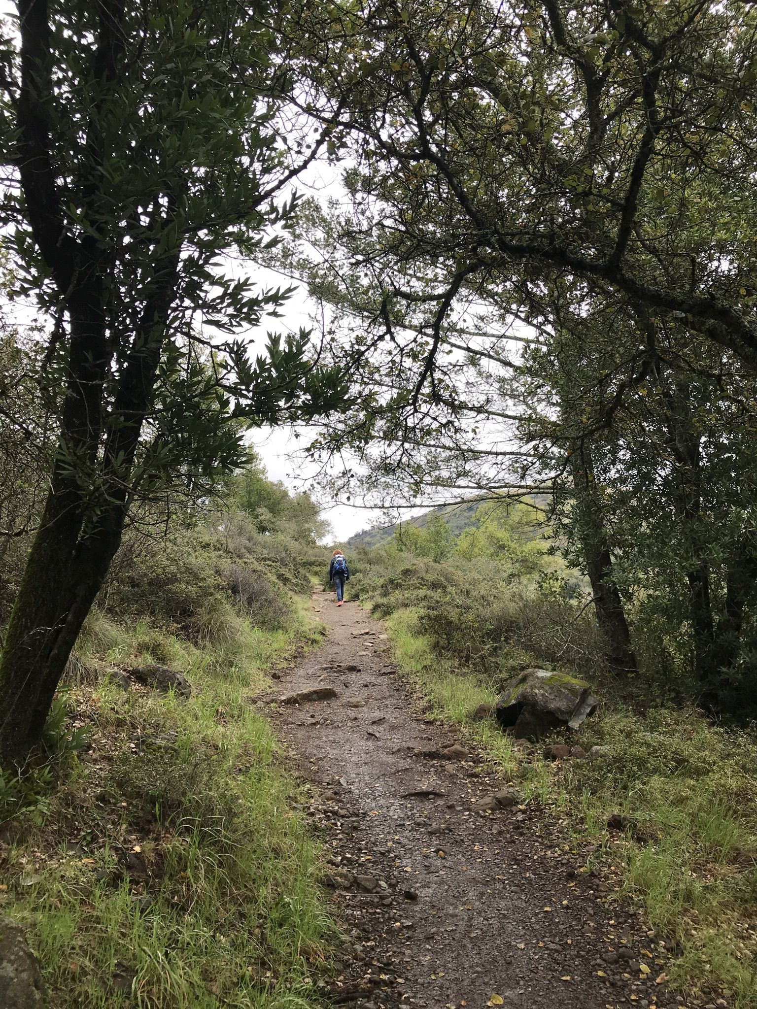 Person hiking away on a rocky trail through dense green trees. - Pony Gate, Bald Mountain Trail, and Lower Bald Mountain Trail Loop