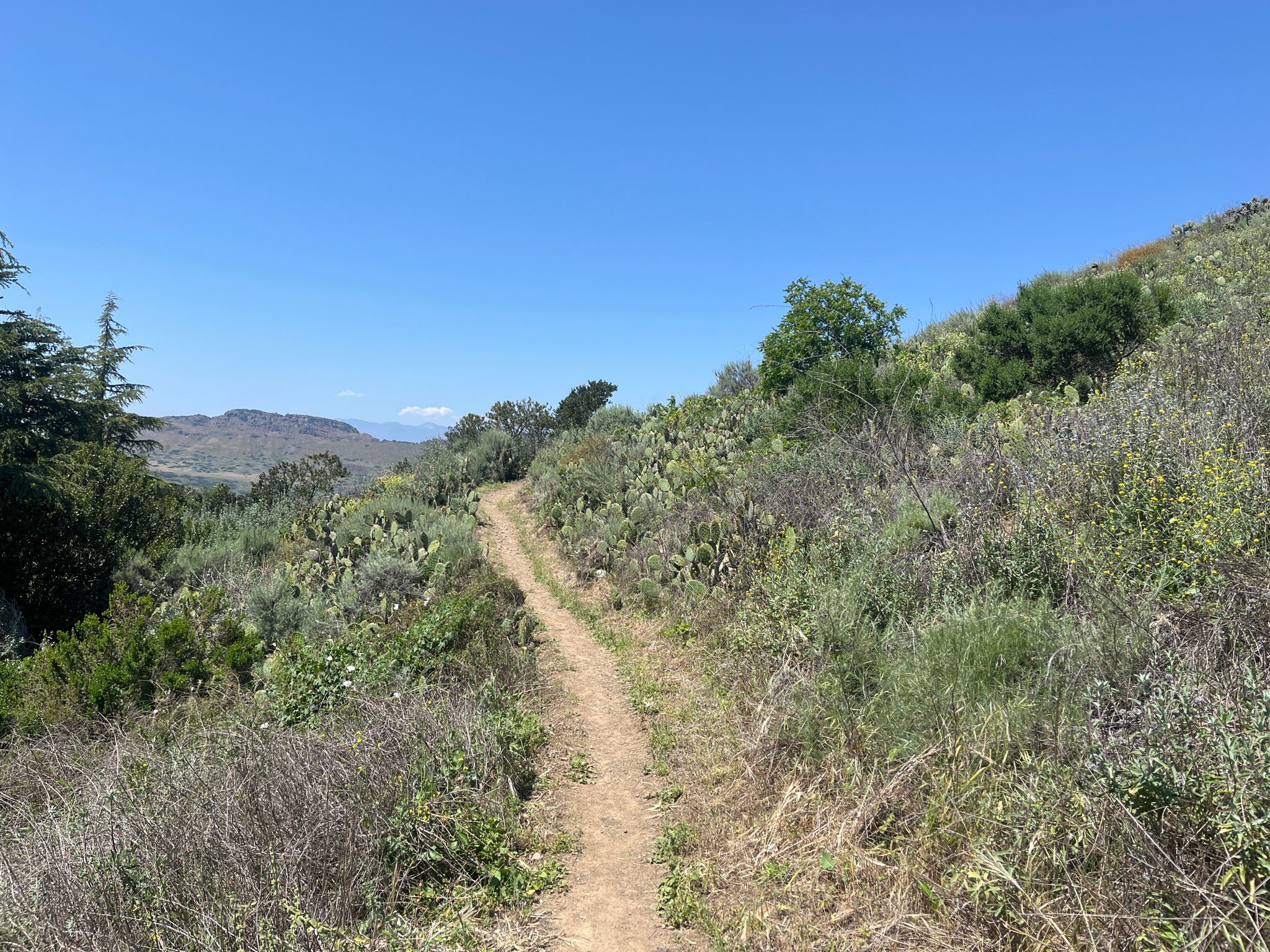 A winding dirt trail ascends through sunny, brush-covered hills under a clear blue sky. - Lynnmere and Wildwood Canyon Loop