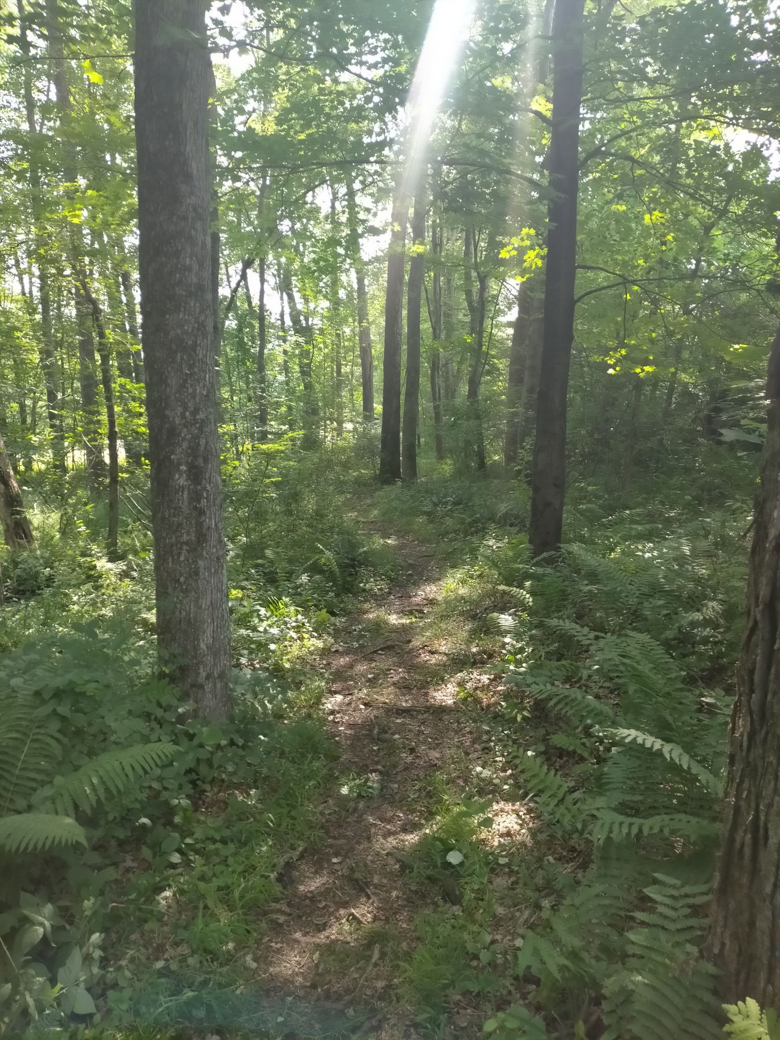 Sunlight streams onto a forest path lined with tall trees and ferns. - Kathy's Trail