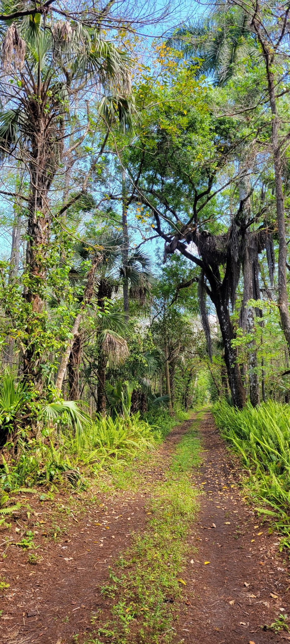 A dirt path winds through a lush, green, sunlit forest with tall trees. - West Main Tram Trail