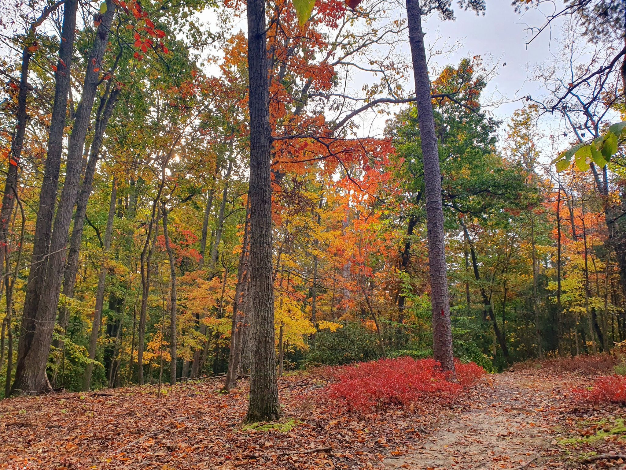 A forest path winds through vibrant autumn trees with colorful leaves. - Pohick Bay Regional Park Red Trail