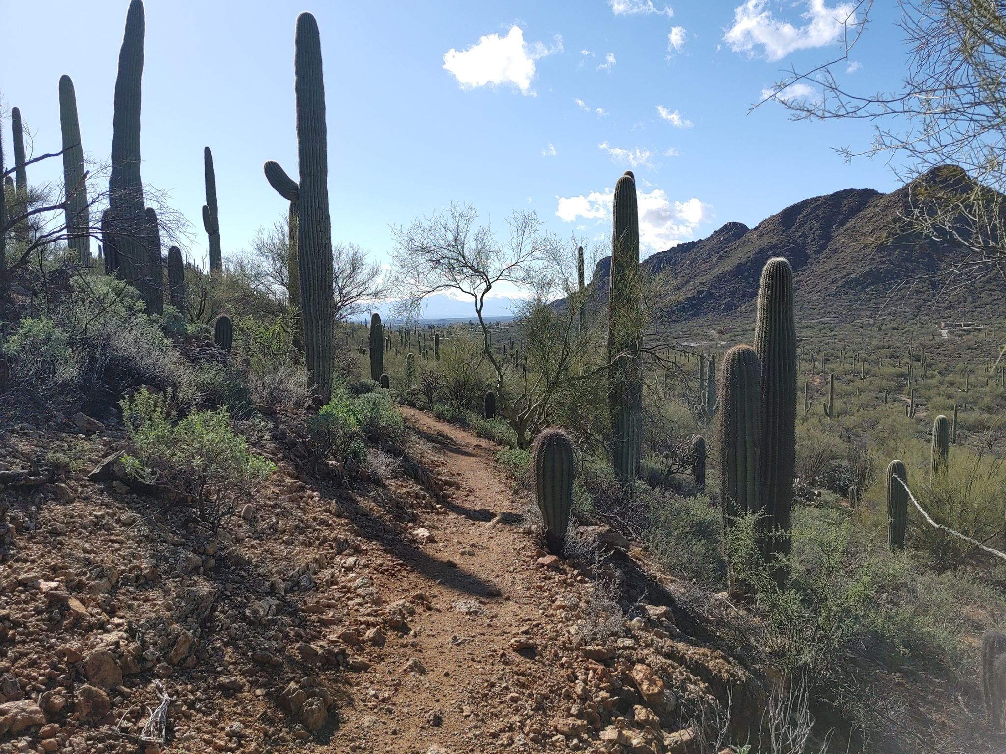 Desert trail winding through saguaro cacti and brush under a partly cloudy sky. - Clearwell Reservoir – Rock Wren Trail loop from The Villas at Starr Pass