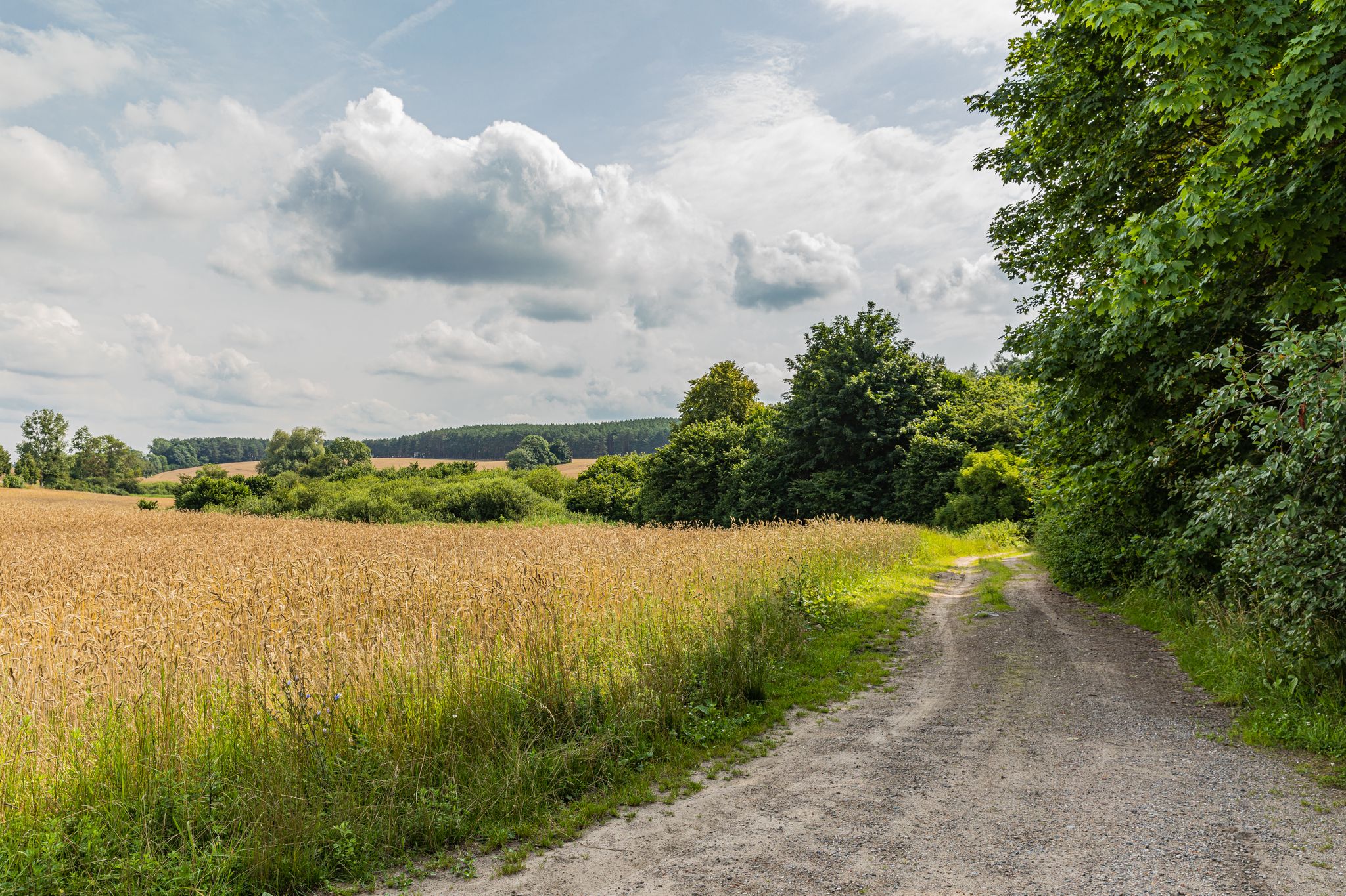 Weg am Tanneneck