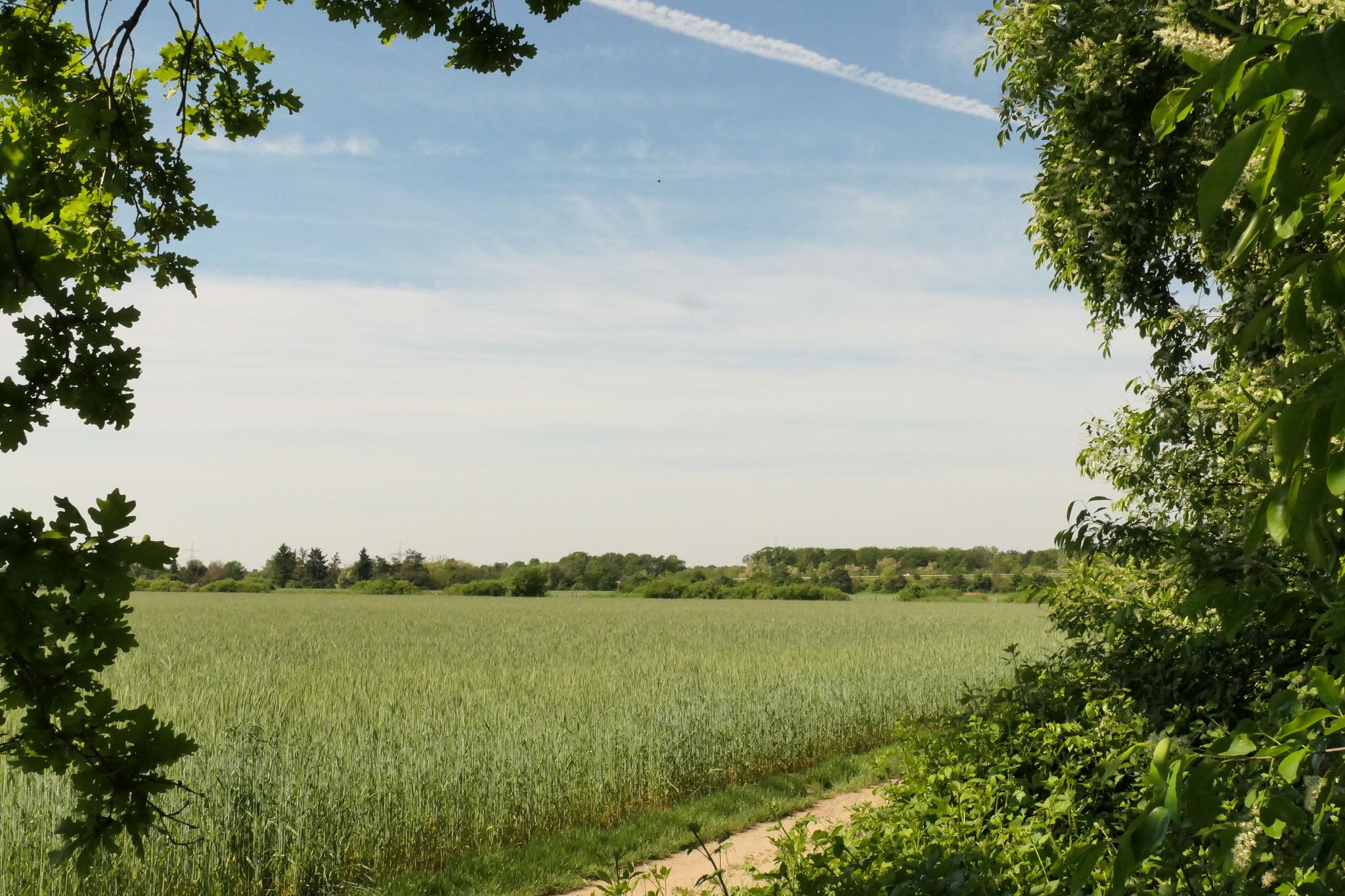 Blick über die Felder im Westen von Viernheim