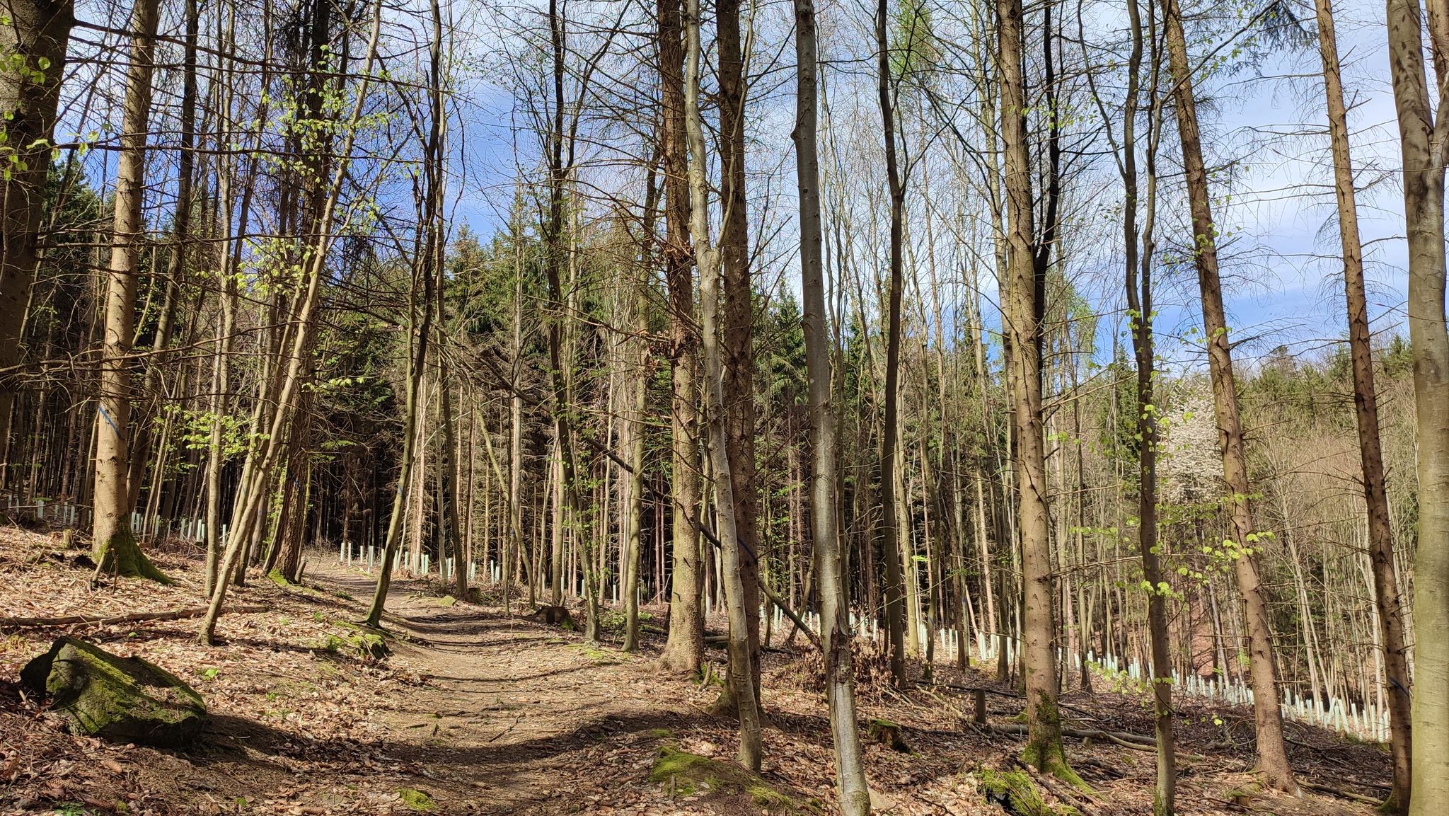 Waldpfad