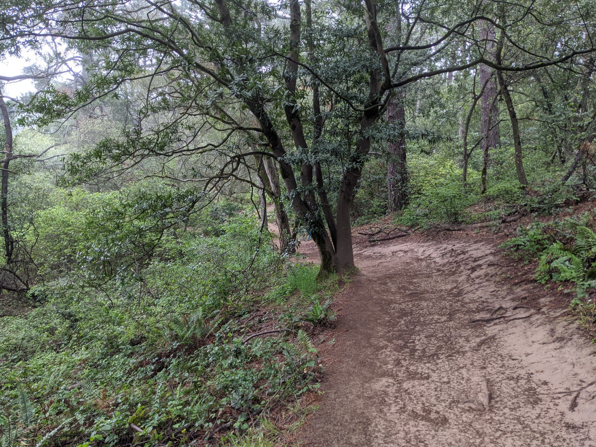 A dirt path winds through a dense, misty forest with lush green foliage. - Sequoia-Bayview Trail Loop