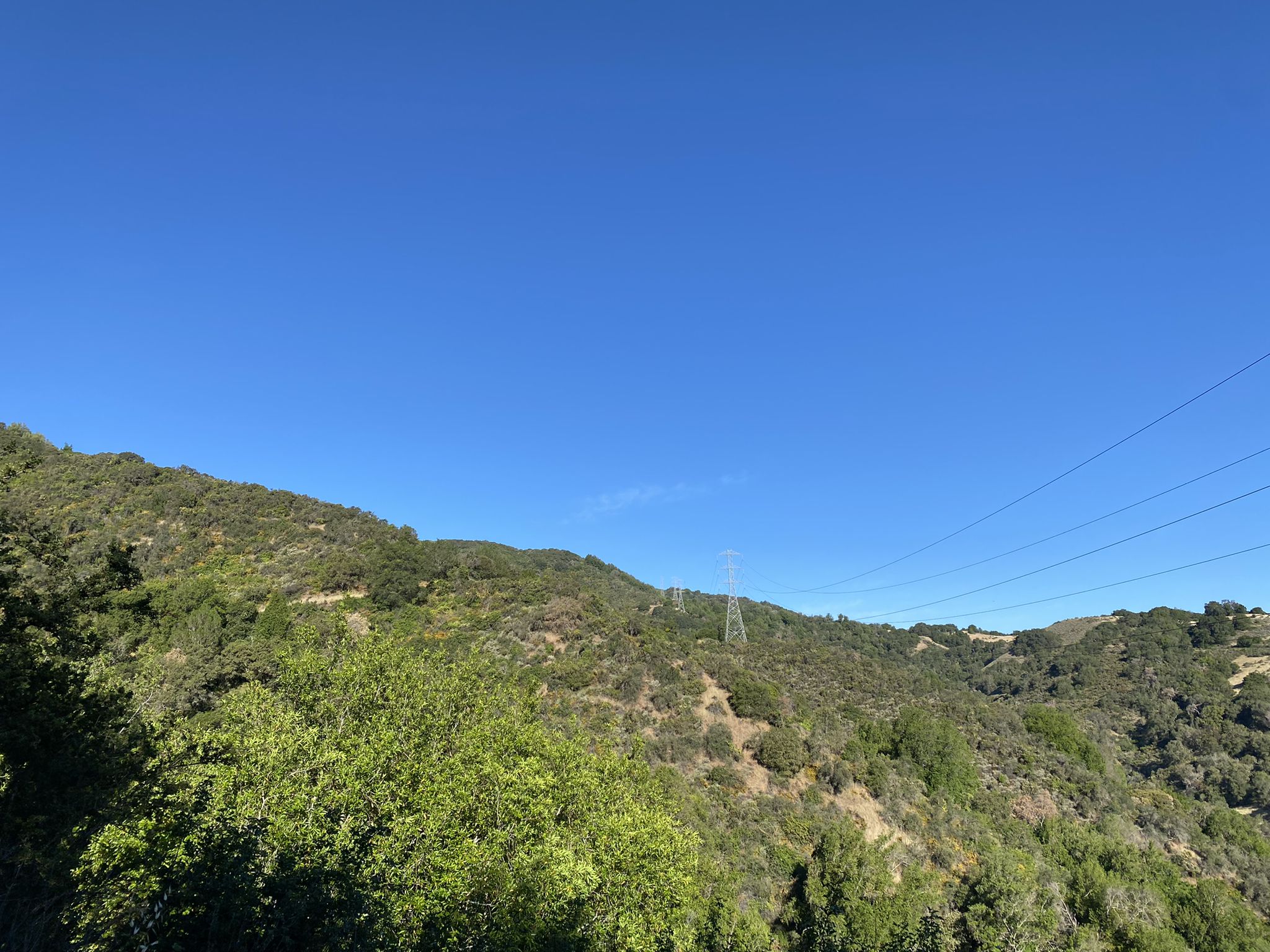Sunny green hills covered in trees with power lines against a clear blue sky. - View of the Bay Area loop from Rancho San Antonio County Park